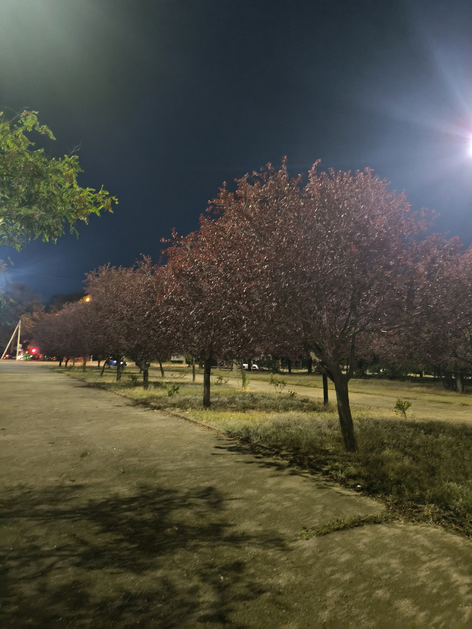A nighttime photograph captures a tree-lined avenue in Mykolaiv, Ukraine, likely in a park or residential area. The avenue features a paved walkway on the left, with shadows cast by trees from an unseen light source. A row of trees with dark, reddish-brown foliage stretches into the distance on the right side of the walkway, their branches appearing bare of leaves. Further back, more trees are visible, some with green foliage. In the background, there are indications of urban elements, including traffic lights with a red signal, streetlights, and vehicles, suggesting the presence of a road or intersection nearby. The sky is dark, with a bright light source, possibly a streetlamp or a lens flare, visible in the upper right corner. The overall impression is of a quiet, dimly lit urban landscape at night.