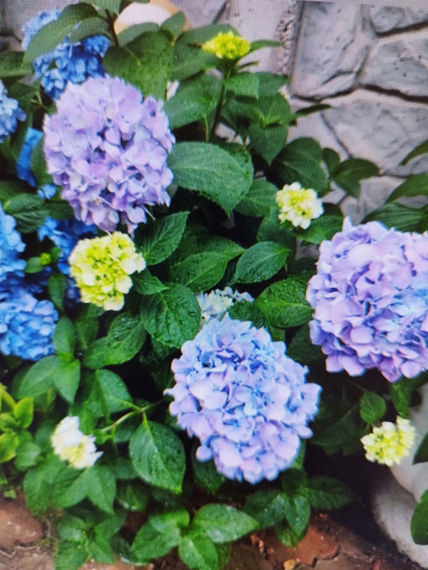 The image shows a close-up view of a hydrangea bush with large clusters of flowers in various shades of blue and purple, as well as some smaller yellow and white buds. The leaves are a deep green and appear to be slightly wet. In the background, a stone wall made of irregularly shaped, light-colored stones is visible. The lighting suggests it is daytime. There are no people or animals visible in the image. The location in Skadovsk, Ukraine, is not discernible from the visual information provided in the image itself.