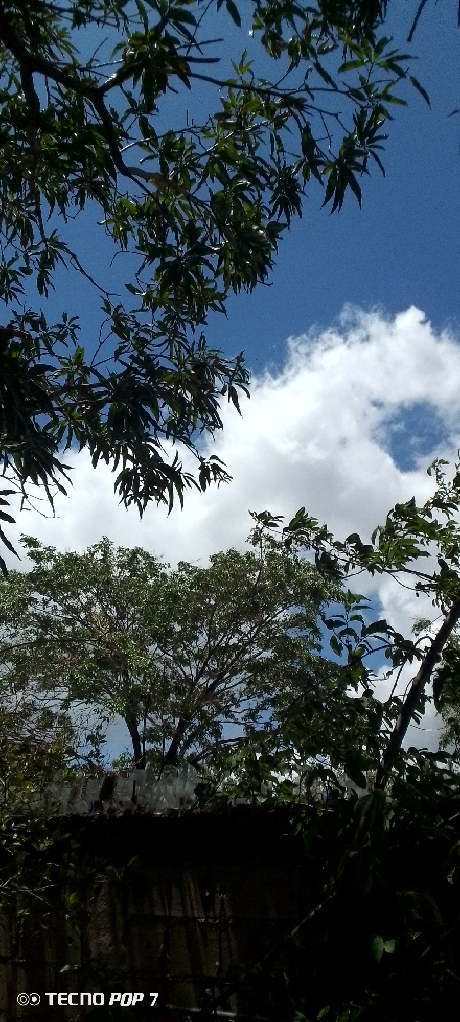 The image depicts an outdoor scene with a bright blue sky and scattered white clouds. Lush green foliage from trees dominates the foreground and upper portion of the image, with branches and leaves creating a canopy. In the middle ground, a large tree with a dense canopy is visible, its branches extending upwards. Below the tree, a dark-colored, rough-textured wall or fence runs horizontally across the frame. The top of this wall is adorned with a line of what appear to be clear glass or plastic bottles, possibly embedded for security or decoration. The lower part of the wall is largely in shadow. The bottom left corner of the image contains a watermark reading "TECNO POP 7." The overall impression is a natural setting within a built environment, possibly a residential area in Altagracia, Venezuela, given the context. No people are visible in the image.