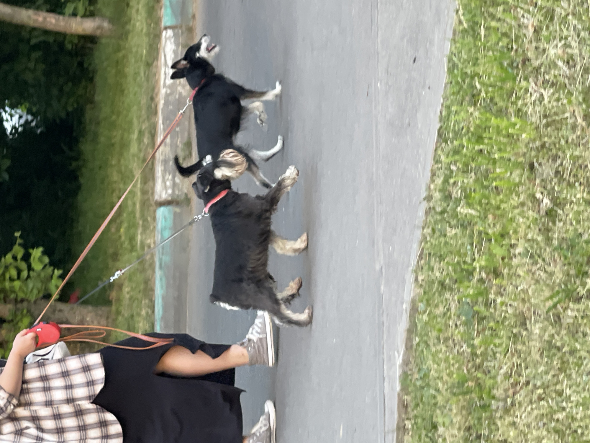This image, captured in Moscow, Russia, is oriented 90 degrees clockwise from its original perspective. It shows an outdoor scene where a person is walking two dogs along a paved path.
On the left side of the frame, a person is partially visible, dressed in a light-colored plaid long-sleeved shirt, dark skirt or trousers, and light-colored sneakers. They are holding two leashes: a red retractable leash and another darker leash.
Two dogs are the central subjects, walking ahead of the person on the path. The dog in the foreground has shaggy dark fur with lighter fur on its paws and muzzle, wearing a red collar. The second dog, positioned further along the path, is mostly black with distinct white markings on its chest and muzzle. Its mouth is open wide, suggesting it is barking, panting, or expressing excitement. Both dogs appear active and energetic, pulling lightly on their leashes.
The setting consists of a grey paved path or sidewalk, which stretches across the midground. To the right of the path, a strip of green grass is visible, suggesting a roadside verge or park area. On the left side, lush green foliage and trees form the background, indicating a natural or landscaped environment. The bright, even lighting suggests it is daytime, likely a clear morning or afternoon with pleasant weather. There is no visible text in the image. The scene depicts a common activity of dog walking in a public green space.