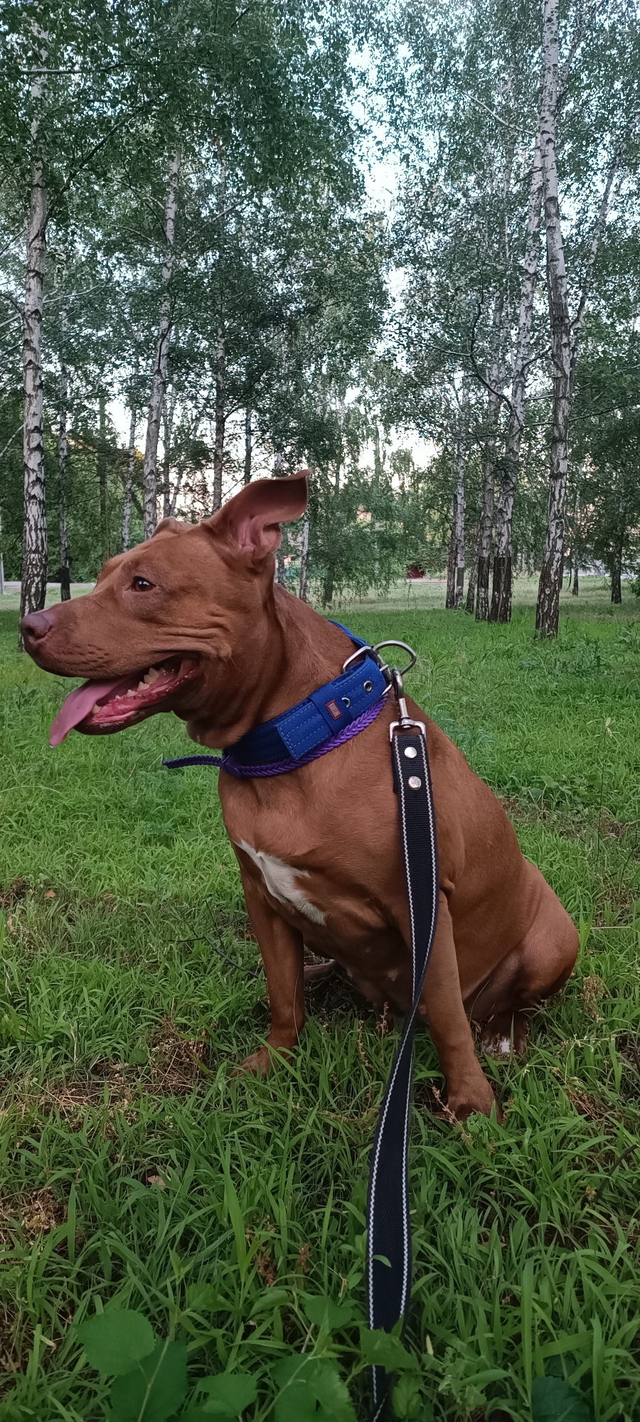 A brown dog with white markings on its chest sits on a grassy lawn in a park. The dog is wearing a blue collar with purple braiding and a black leash. The dog's mouth is open, and its tongue is hanging out. In the background, there are numerous tall trees with white bark and green leaves, suggesting a birch forest. The lighting indicates it is likely late afternoon or early evening. The scene is devoid of any human presence.