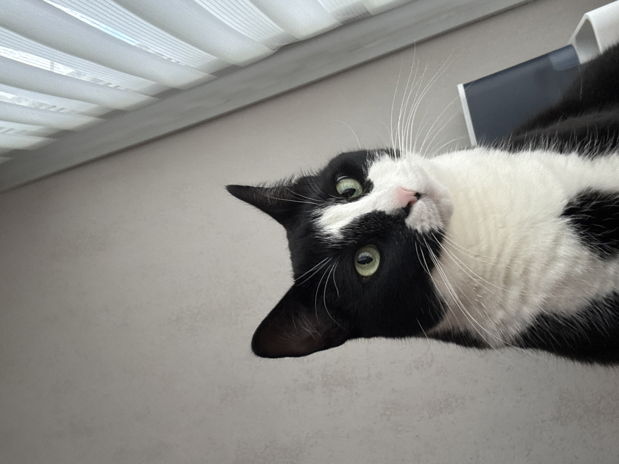 A black and white cat with green eyes is looking upwards and slightly to the right. The cat is in focus and its fur is detailed. The background consists of a plain light-colored wall on the left and vertical blinds with a window behind them on the right. The lighting suggests an indoor environment, possibly during the daytime. There is no indication of the cat's location within Saint Petersburg, Russia, or any specific environmental details that would place it in a city.