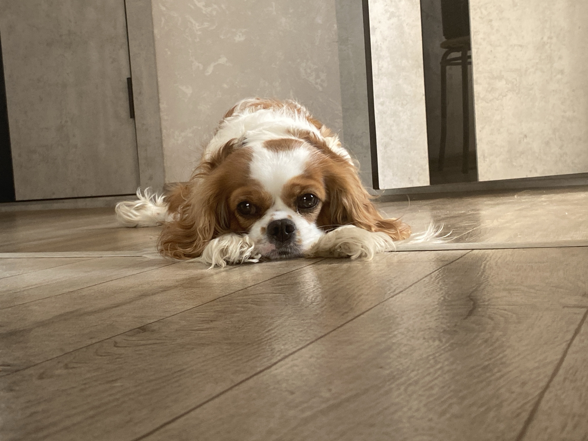 A Cavalier King Charles Spaniel dog lies on a light brown laminate wood floor. The dog is facing forward, with its head resting on its paws. Its fur is a mix of brown and white, with brown markings on its face and ears. The dog's eyes are dark brown and appear to be looking directly at the camera. In the background, there are two large, light gray sliding doors, one slightly ajar, revealing a dark, indistinct interior with a thin, metallic stool. The lighting in the image is soft and warm, suggesting an indoor setting. The overall impression is of a calm and relaxed dog in a domestic environment.