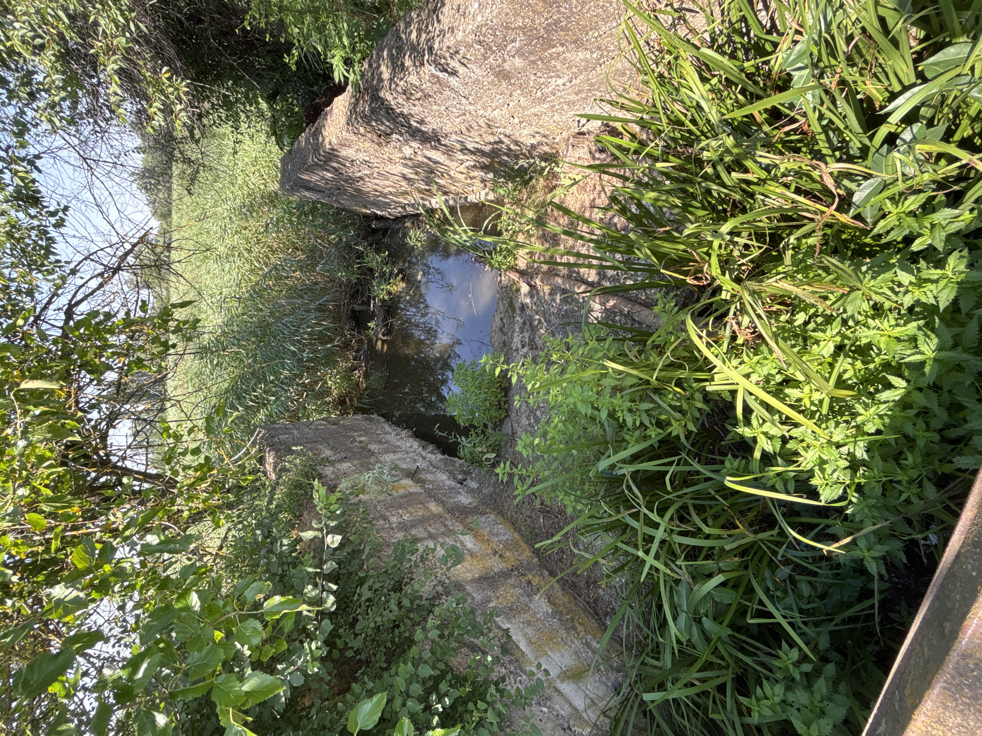 The image shows a narrow, overgrown waterway bordered by concrete retaining walls. Lush green vegetation, including tall grasses and leafy plants, encroaches on the water's edge and surrounds the concrete structures. In the background, a field of reeds or tall grass stretches towards the horizon under a clear blue sky. The scene suggests a secluded, natural setting, possibly an abandoned or neglected area within the city of Arkhipovskoye, Russia, given the prompt's context. There are no people or animals visible in the image. The overall impression is one of nature reclaiming a man-made structure.