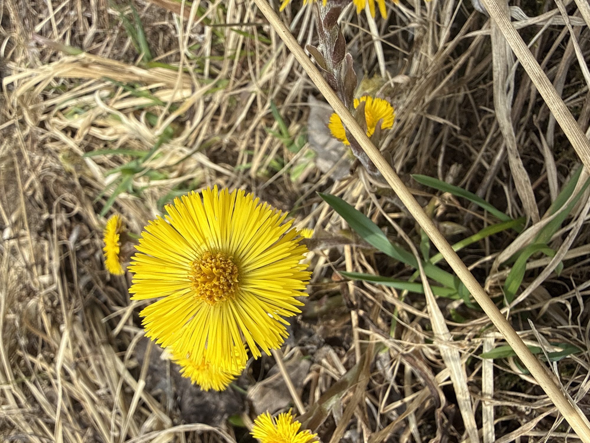 The image shows several yellow flowers, likely Coltsfoot (Tussilago farfara), growing among dry grass and green shoots. One flower is in full bloom and centered in the foreground. Other flowers are smaller, less defined, and partially obscured by the surrounding vegetation. A dry stem crosses the scene diagonally from upper right to lower left. The environment suggests a field or open area. The location is stated to be Dmitrov, Russia, but there are no elements in the image that visually confirm this.