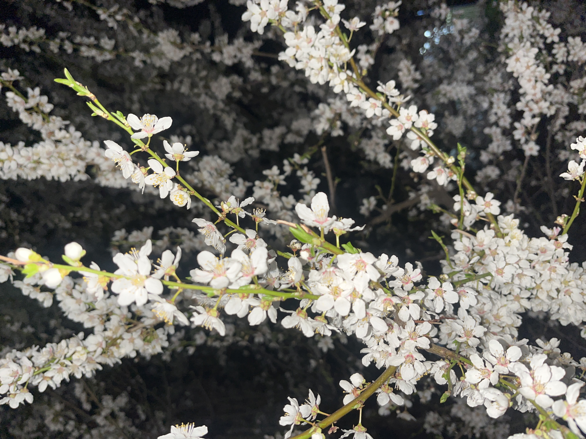 The image depicts a close-up view of a blooming tree at night. The tree branches are densely covered with small, white flowers. New green leaves are also visible at the tips of some branches. The background is dark and blurry, suggesting either nighttime or a poorly lit environment. The high density of blossoms indicates a tree in full bloom. Without additional visual or textual clues, I cannot identify the specific location in Sofia, Bulgaria.