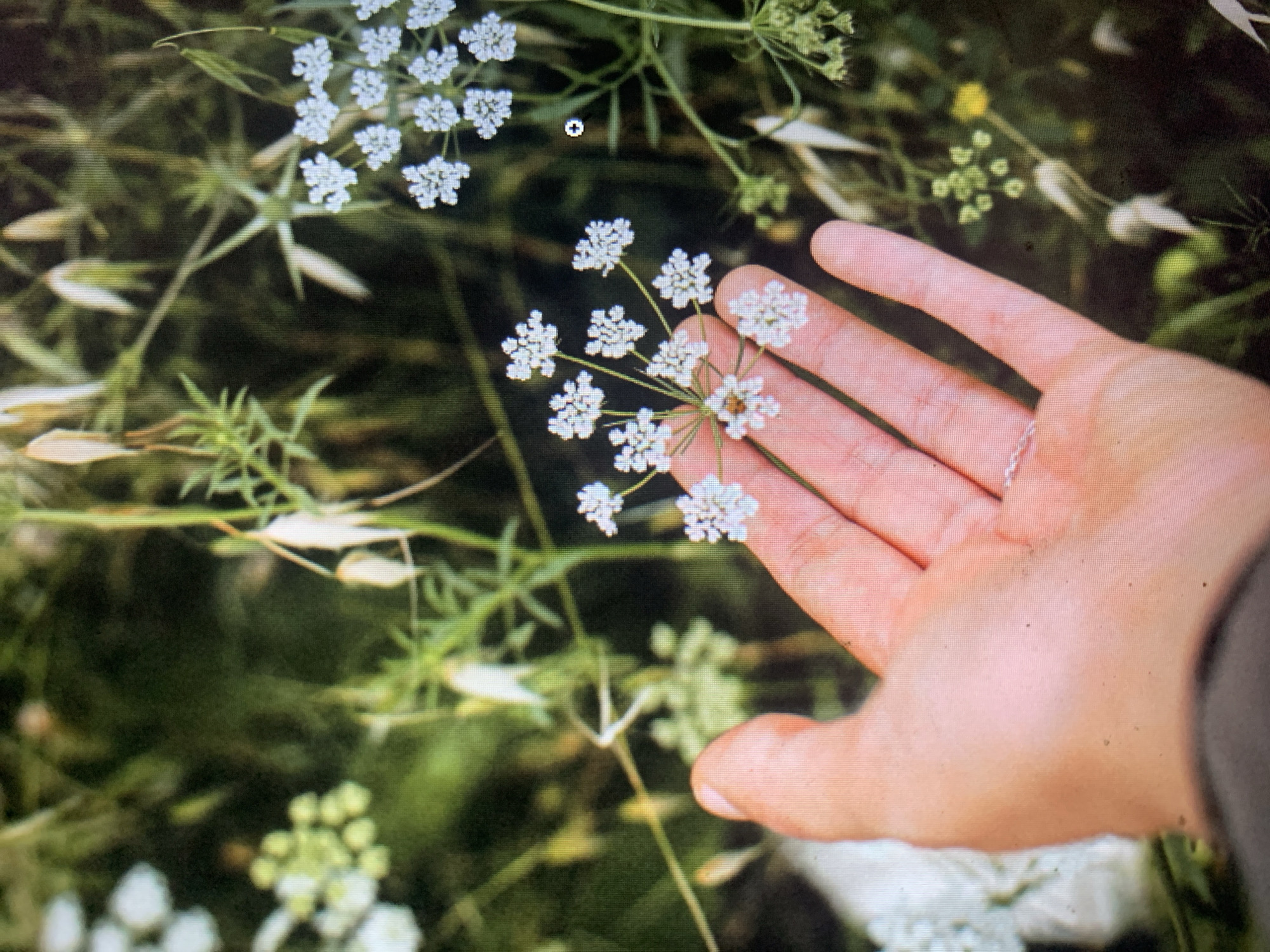 An over-the-shoulder shot shows a person's left hand, palm up, being held out into a field of greenery and small white flowers. The hand is lightly tanned with a silver ring on the ring finger. The fingers are slightly curled, and the hand is positioned to gently cradle a cluster of delicate white flowers. The flowers are small and star-shaped, with many individual florets forming a larger umbel. The background is a soft blur of green foliage and stalks of dried grass, suggesting a natural, outdoor setting. The overall impression is one of nature and gentleness. The image was taken in Kuala Pembuang, Indonesia.