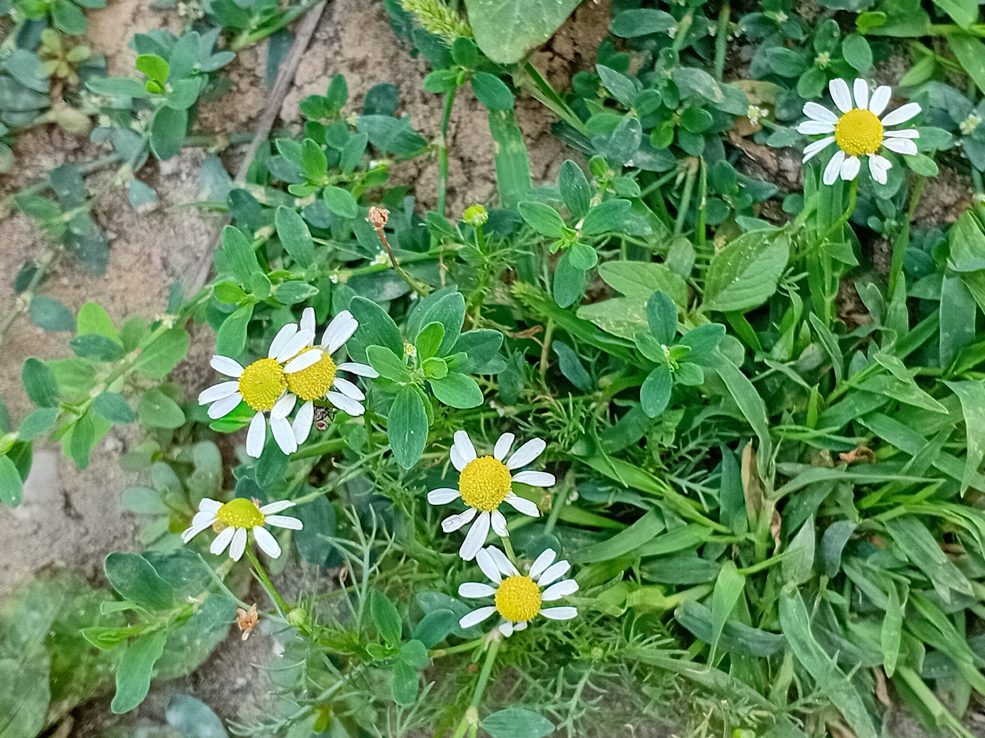 The image depicts a close-up view of several small white daisies with yellow centers, growing in the ground amidst green foliage and some dirt. The flowers are the main subjects, arranged in a natural, slightly overgrown setting. There are no people or any other identifiable objects or actions in the scene. The environment appears to be an outdoor area, possibly a garden or a patch of uncultivated land. The lighting suggests it is daytime. The location is identified as the city of Semey, Kazakhstan.