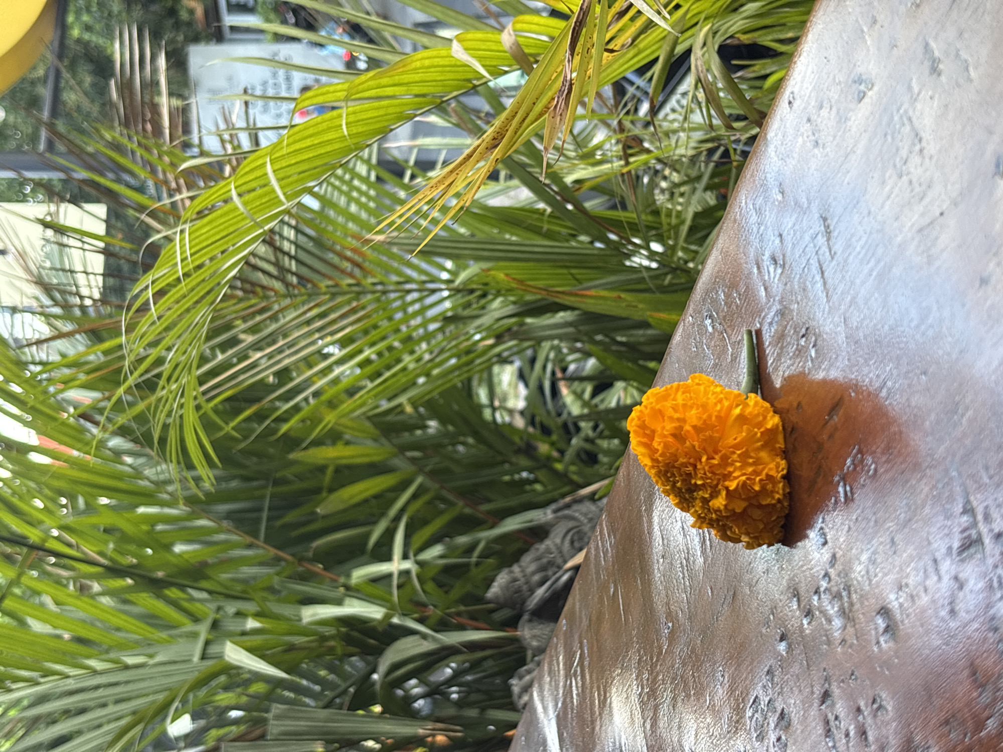 The image depicts a marigold flower lying on a wooden surface in Kuta Selatan, Indonesia. Behind the flower, there are palm trees.