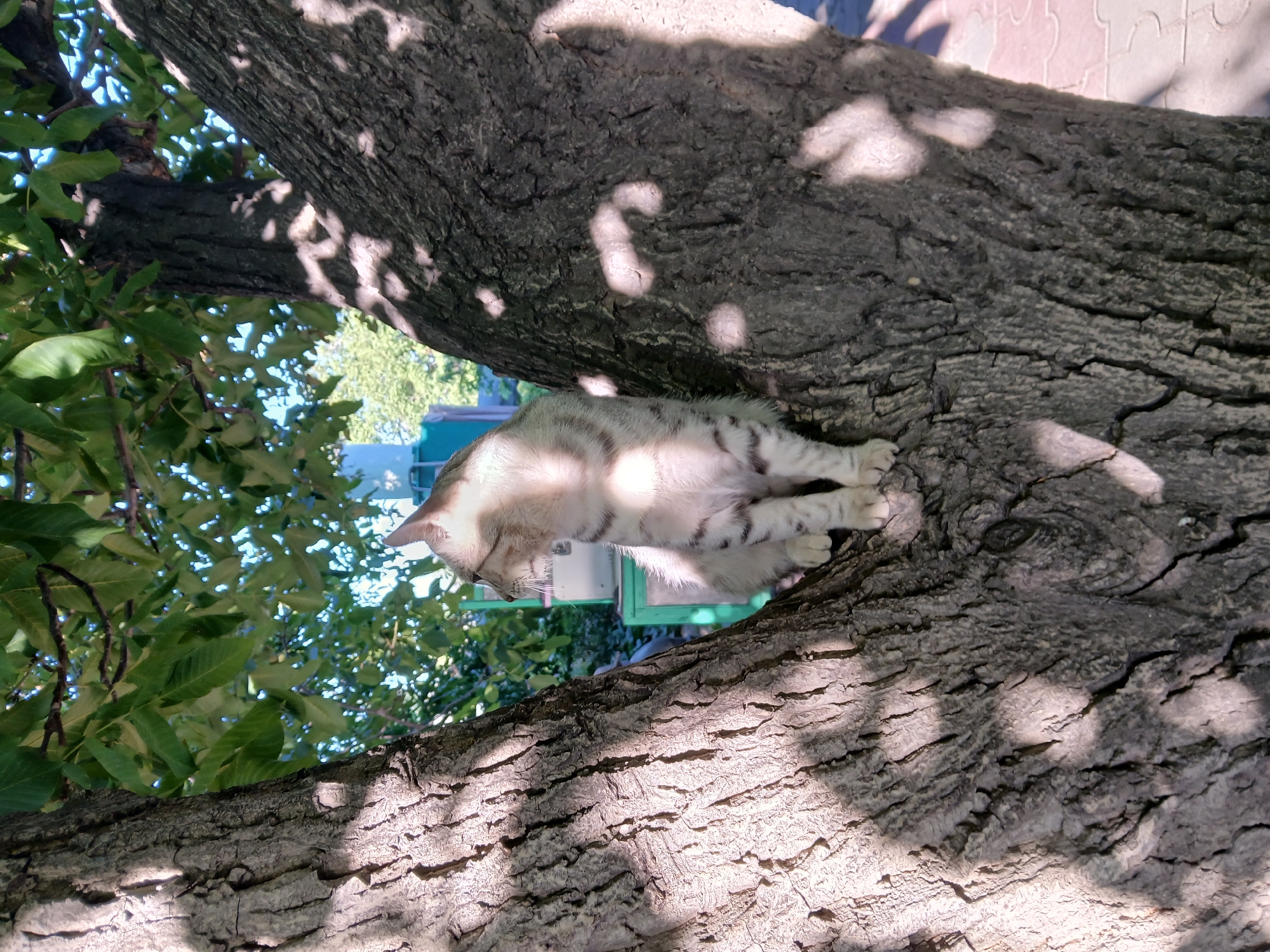 A medium shot captures a light-colored tabby cat perched on the trunk of a tree in the city of Koktal, Kazakhstan. The cat, facing to the left, is illuminated by dappled sunlight filtering through the tree's leaves. Its fur exhibits distinct dark stripes on its legs and body. The tree's rough bark is textured and partially obscured by shadows. In the background, green foliage and a glimpse of a building are visible. The ground beneath the tree appears to be paved.