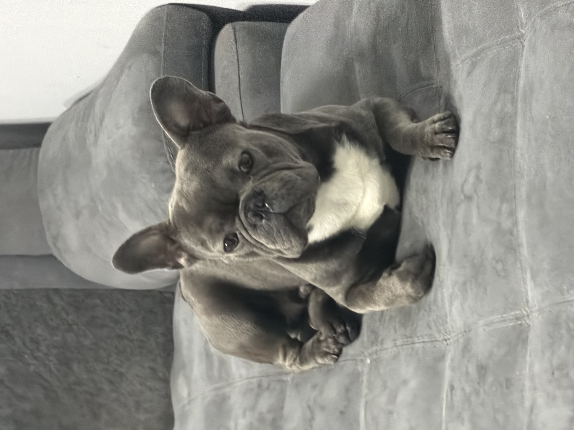 A blue French bulldog lies on a grey couch in a well-lit room. The dog is positioned centrally in the frame, with its head facing forward and its body resting on the couch cushions. Its fur is short and appears to be a solid blue color, with a distinct white patch on its chest. The dog's ears are erect and prominent. The couch has a textured surface with visible stitching lines. The background consists of more of the grey couch and a plain white wall on the right side of the image. The scene appears to be indoors, likely a residential setting. There is no indication of the location being in Ruse, Bulgaria, as the image lacks any identifiable landmarks or context to suggest this specific city.