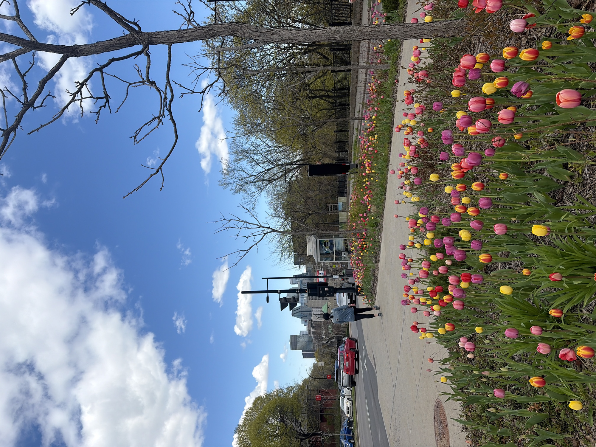 This photo captures a street scene in Montreal, Canada, alongside a sidewalk adorned with a vibrant display of tulips in various colors (red, yellow, pink, purple).
A person wearing a light jacket and dark leggings can be seen walking down the sidewalk. A line of cars, including red, white, and blue vehicles, is parked along the street.
In the background, the Montreal skyline is visible, adding to the urban setting. Trees with budding leaves line the street, and a bare tree branch is visible in the upper-left corner of the frame. The sky is blue with scattered white clouds. Traffic lights and street signs are positioned along the street.