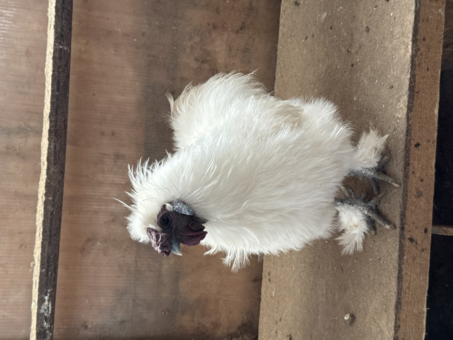 A white Silkie chicken is depicted standing on a light brown wooden surface within an enclosure in Zaosinovo, Russia. The chicken is positioned slightly left of center, presenting a full profile view. Its plumage is uniformly dense, fluffy, and white, covering the entirety of its body, including feathered muffs on its lower legs and feet. The head features black facial skin, small black eyes, a light grey beak, and distinctive dark purplish-red wattles and a mulberry-type walnut comb. Light blue earlobes are discernible. The chicken's feet are dark grey-blue with visible claws. The immediate background consists of a vertically planked light brown wooden wall, above which a horizontal dark brown wooden beam or perch is situated. The scene is illuminated by natural light.