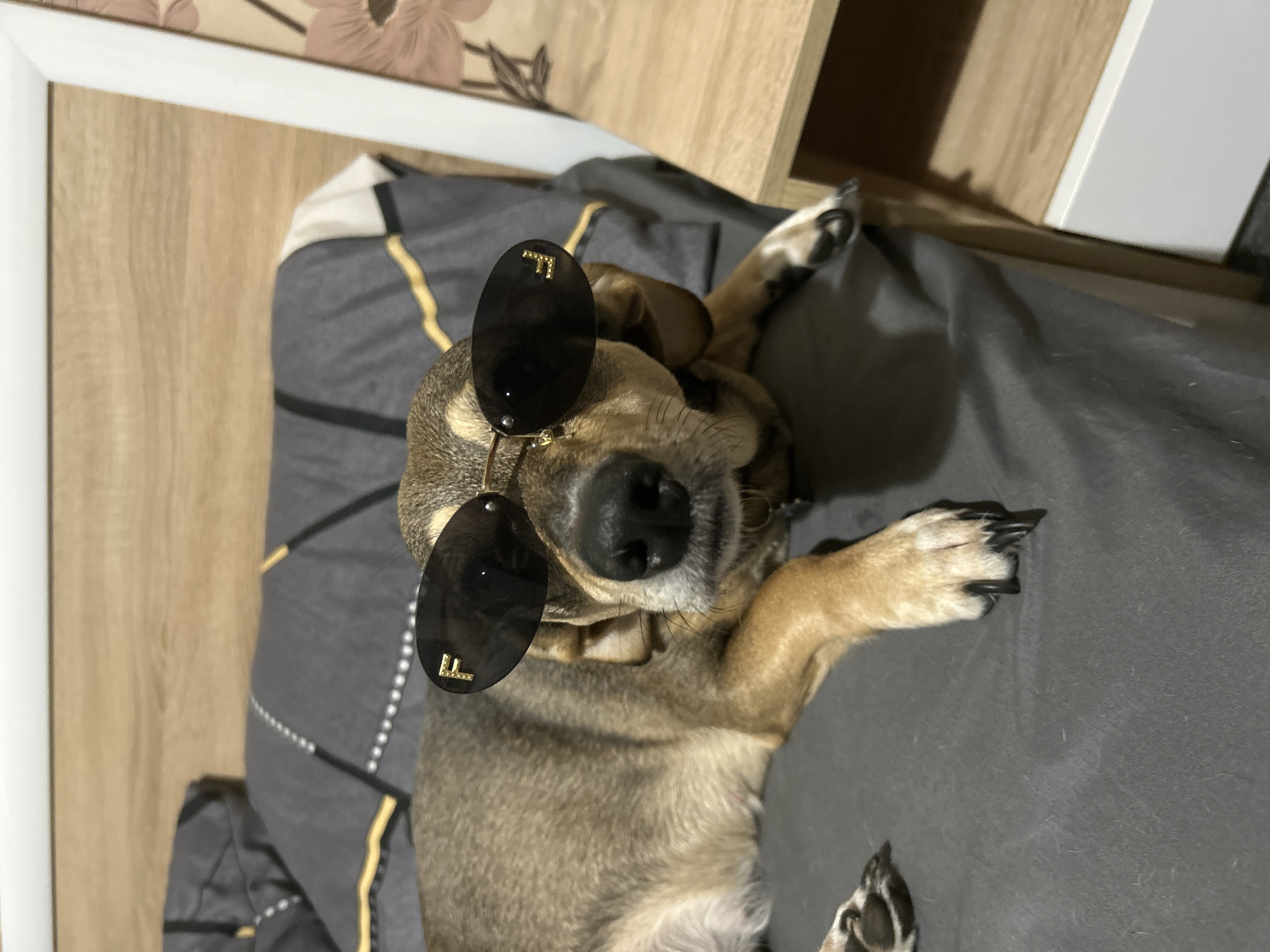 A medium-sized dog with brown fur and black markings is lying on a gray bed, wearing black oval sunglasses with gold accents. The dog's head is slightly turned towards the camera, with its eyes closed or squinting. The background shows a wooden headboard and part of a nightstand with a drawer. The scene appears to be indoors, possibly in a bedroom.