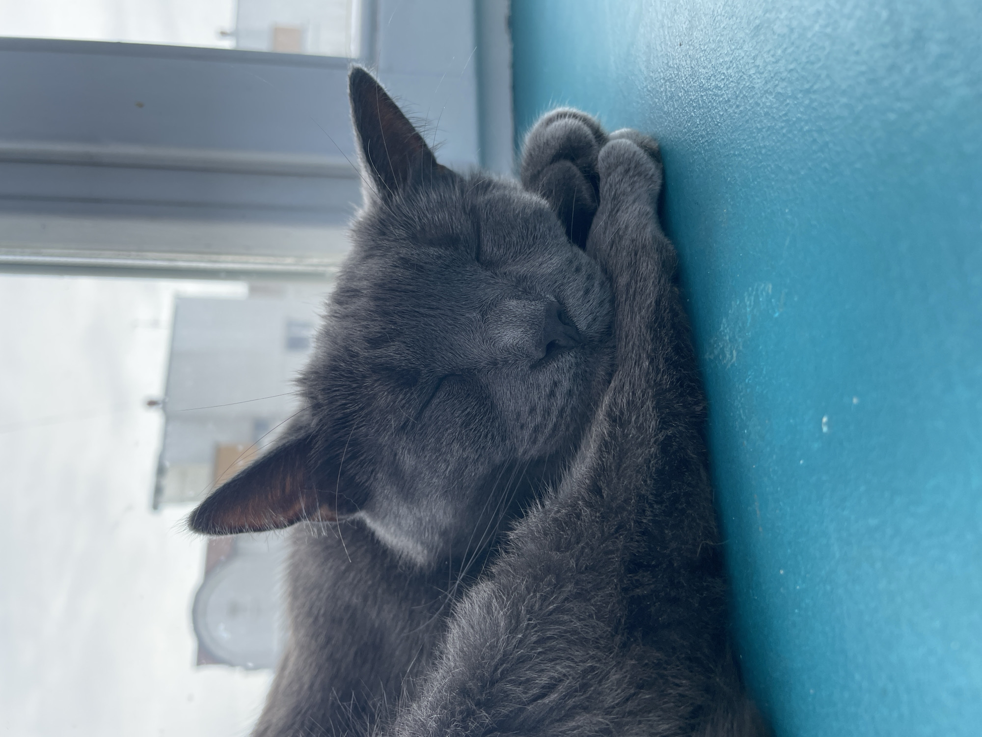The central subject of the image is a grey cat, comfortably sleeping. The cat is positioned on its side, nestled against a vibrant blue wall, with its eyes closed in deep slumber. Its fur is uniformly grey and appears soft and dense, with individual whiskers visible around its face and ears. One of its front paws is tucked beneath its head, while the other is pressed against the blue wall, its paw pads and claws slightly visible through the fur.
The cat is situated near a window, through which bright, diffused daylight enters the scene, suggesting it is daytime. The view outside the window is blurred but reveals faint outlines of distant buildings and structures, indicating an urban environment. A light-colored window frame is partially visible. The blue wall has a subtle texture.
The overall atmosphere is peaceful and serene, conveying the cat's state of relaxation and comfort. There is no visible text in the image. The scene is set indoors, likely within a home or apartment in Minsk, Belarus.