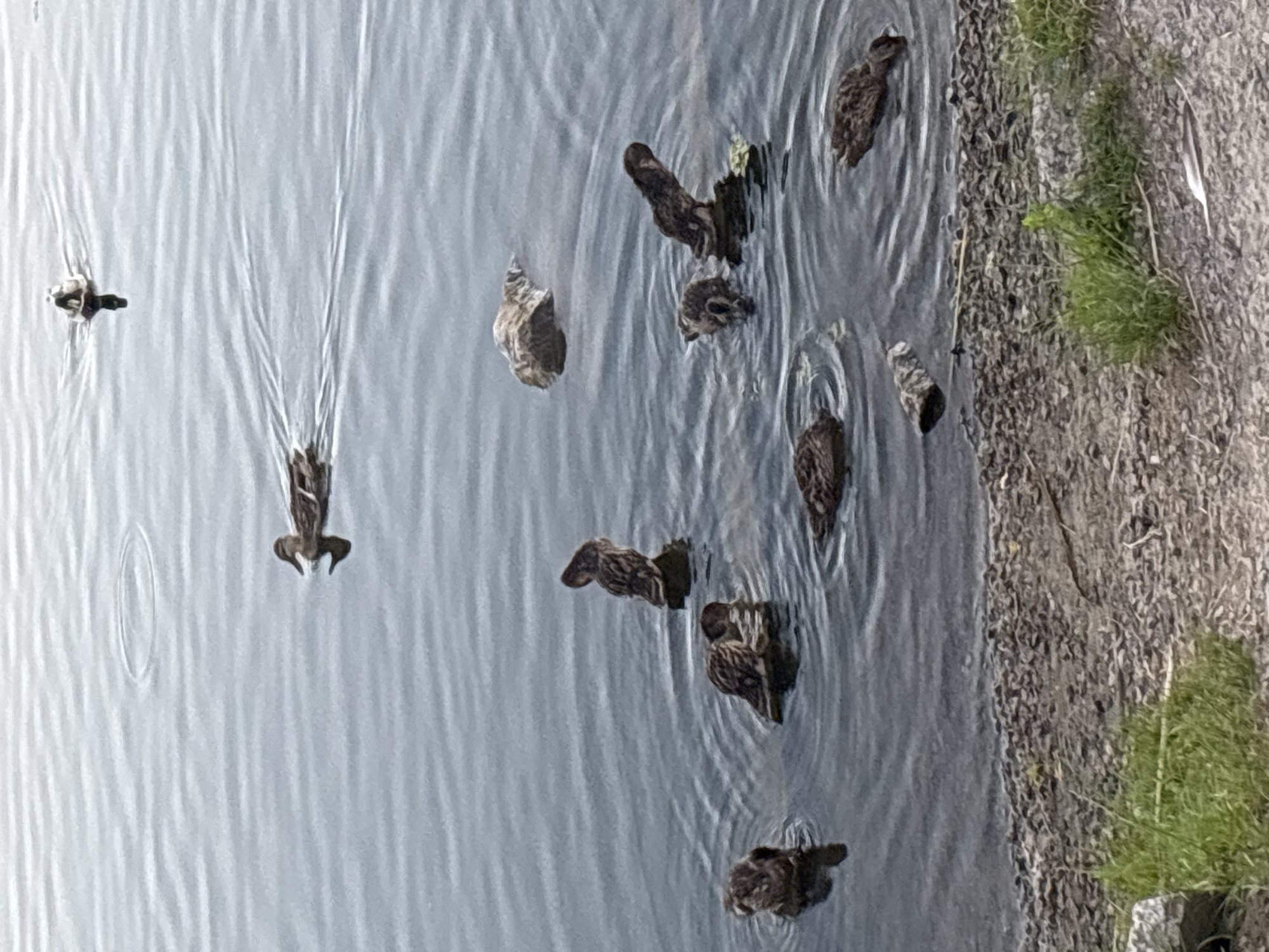 The image shows a body of water with several ducks. In the foreground, there is a rocky shore with some green grass growing. The water is calm with ripples visible. Several ducks are scattered across the water. One duck is swimming in the upper left of the frame, and another is further to the right. In the center of the frame, there are several ducks clustered together, some of them appearing to be feeding or resting. There is a rock in the water in the middle ground. The lighting suggests it is daytime. The scene is natural and serene. Without further information or context, it is impossible to determine the specific location within Bila Tserkva, Ukraine.
