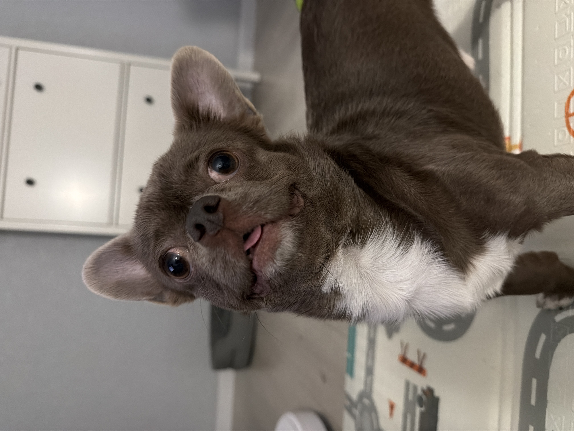 A chocolate-colored, short-haired Chihuahua with a white chest and paws is the central subject of the image. The dog is looking up at the camera with its tongue slightly sticking out. Behind the dog is a white cabinet with dark knobs and a light-colored floor mat with a road pattern. The location is not discernible.