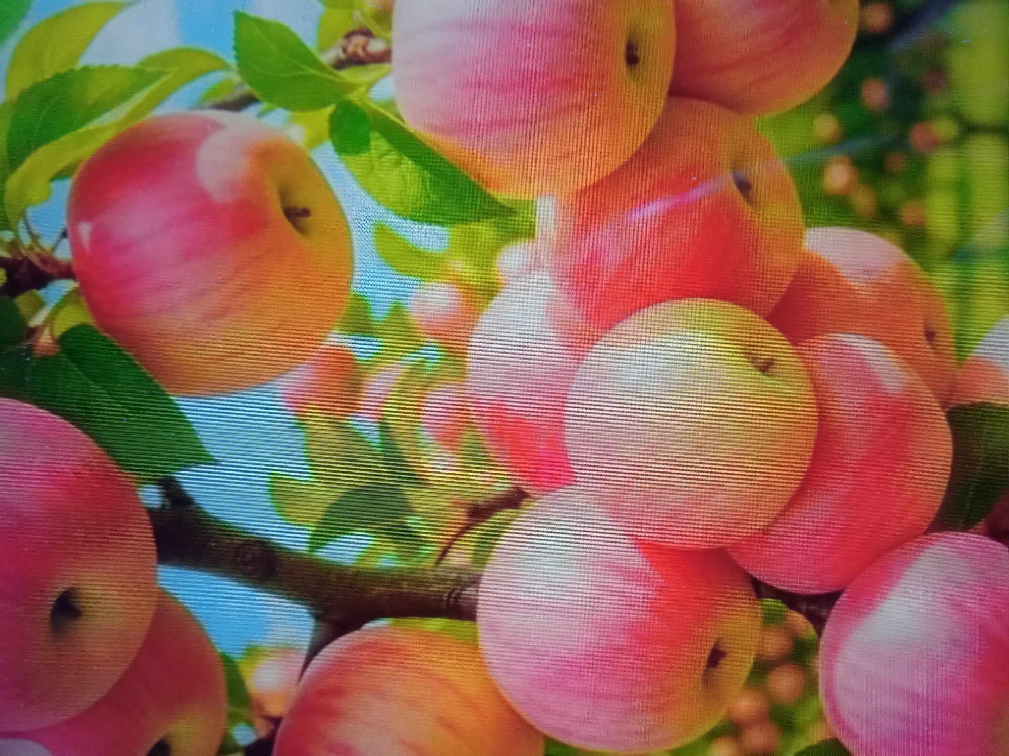 This is a close-up, eye-level photograph of a cluster of ripe apples on a tree branch. The apples are predominantly red and yellow, with some showing pink blush. They are round and appear to be of a medium size. Several green leaves are visible amongst the fruit, and the background is a blur of green and blue, suggesting foliage and sky. The lighting is bright, highlighting the smooth texture of the apples' skin. The image quality is somewhat pixelated, possibly due to being a photograph of a screen. There are no people or discernible man-made structures visible. It is impossible to determine the specific location within Qorowul, Uzbekistan, from this image alone.
