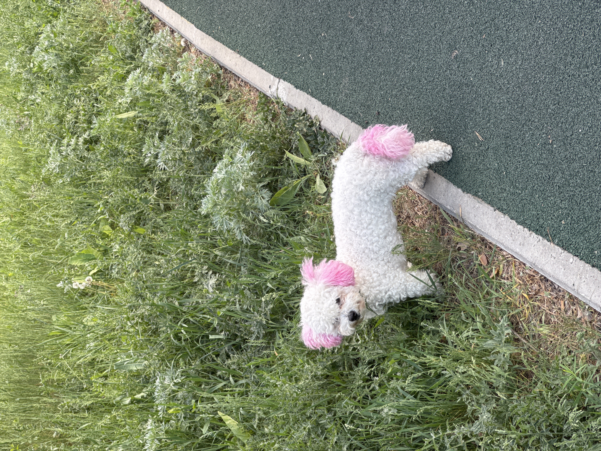 A white poodle with pink dye on its head and tail lies on green grass alongside a concrete path. The path transitions to a dark green surface, possibly artificial turf or rubber. The image is taken from a high angle, looking down on the scene. The location appears to be an outdoor area, possibly a park or other public space.