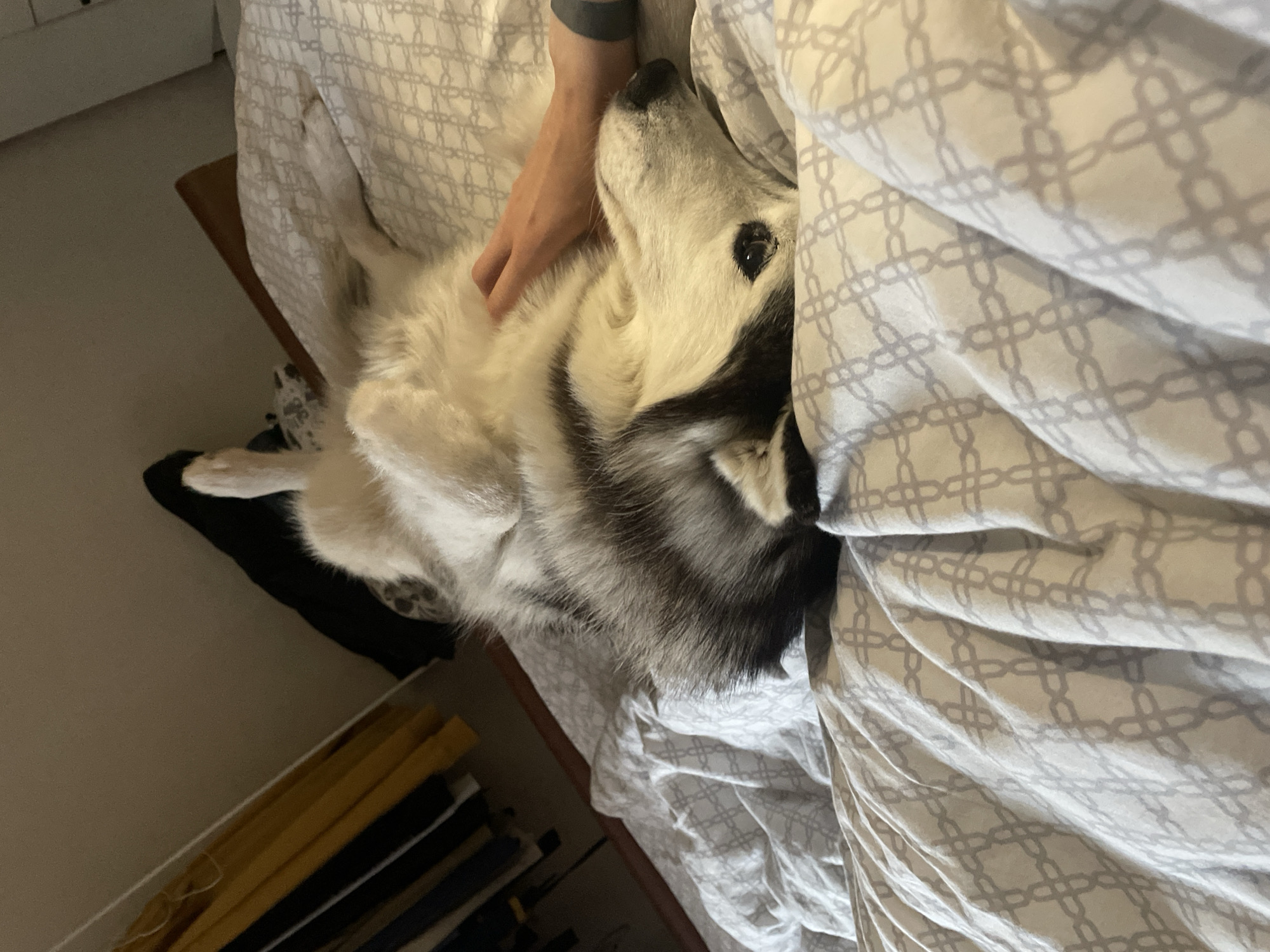 A Husky dog lies on its back on a bed with a patterned gray and white duvet. A person's hand rests on the dog's chest. The dog's fur is white and gray. A black object is visible under the bed, and a drawer with yellow and black contents is partially visible. This image cannot be accurately linked to the city of Pervomaysky, Russia, as there is no information in the image to suggest any particular location.