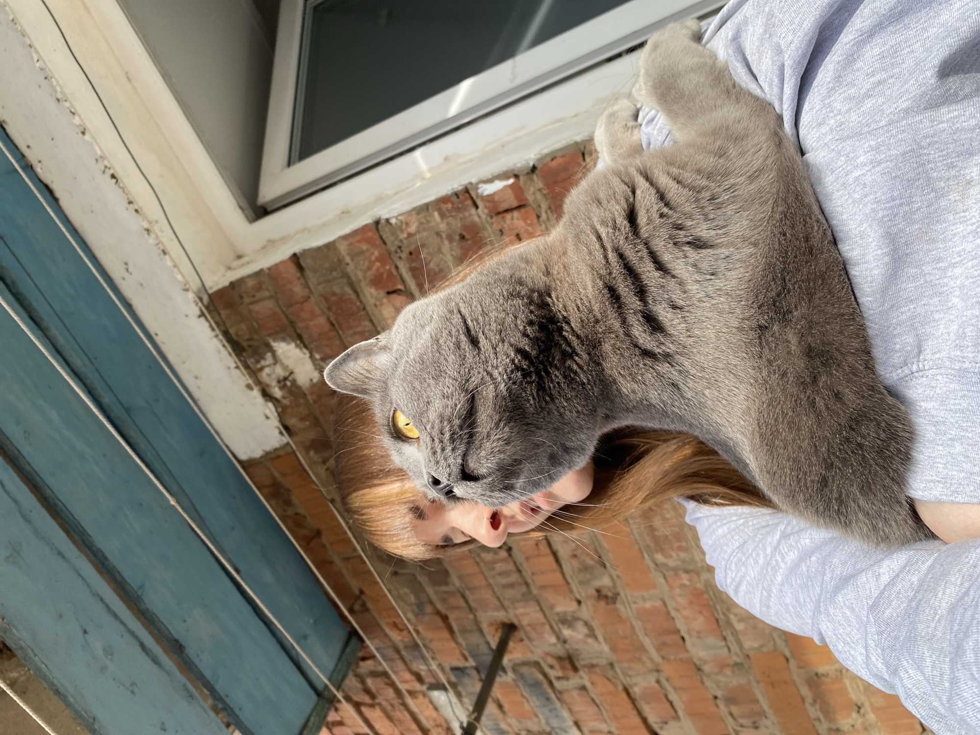 A woman is holding a gray cat. The cat is on top of the woman’s head and shoulder. The woman has brown hair and is wearing a light gray, long-sleeved shirt. The background shows a brick wall, a window with white trim, and blue wooden boards. The scene appears to be outdoors, possibly on a balcony or porch. The location is Votkinsk, Russia.