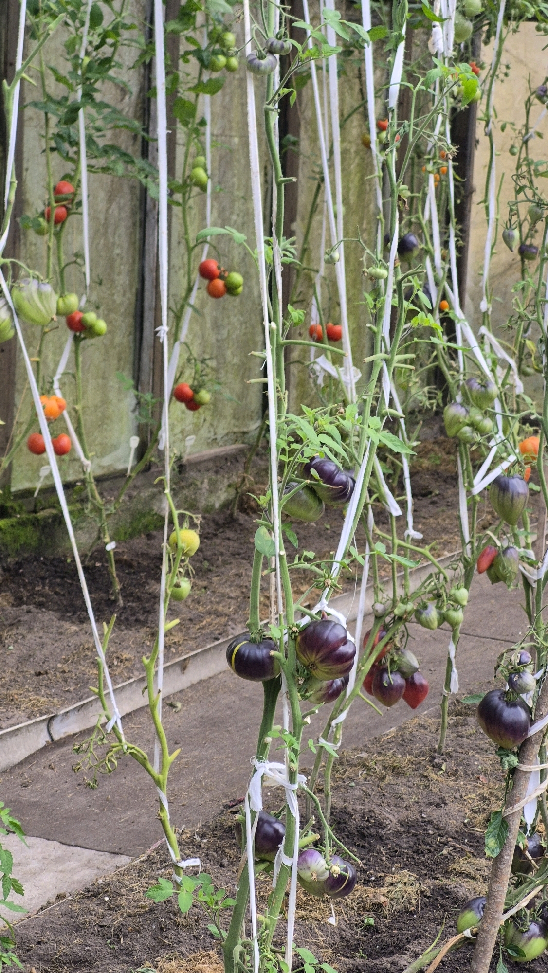 The image displays a close-up view of tomato plants growing in what appears to be a greenhouse or garden setting. Several tomato plants, supported by white twine, are laden with fruits in various stages of ripeness. The tomatoes exhibit a range of colors, including green, red, orange, and a deep purple hue, suggesting different varieties. Some of the purple tomatoes have distinctive ribbed patterns. The plants are rooted in dark soil, and the background features a weathered wooden fence. The overall scene is one of cultivation and agricultural production, possibly in a rural area like Ļūbaste, Latvia.