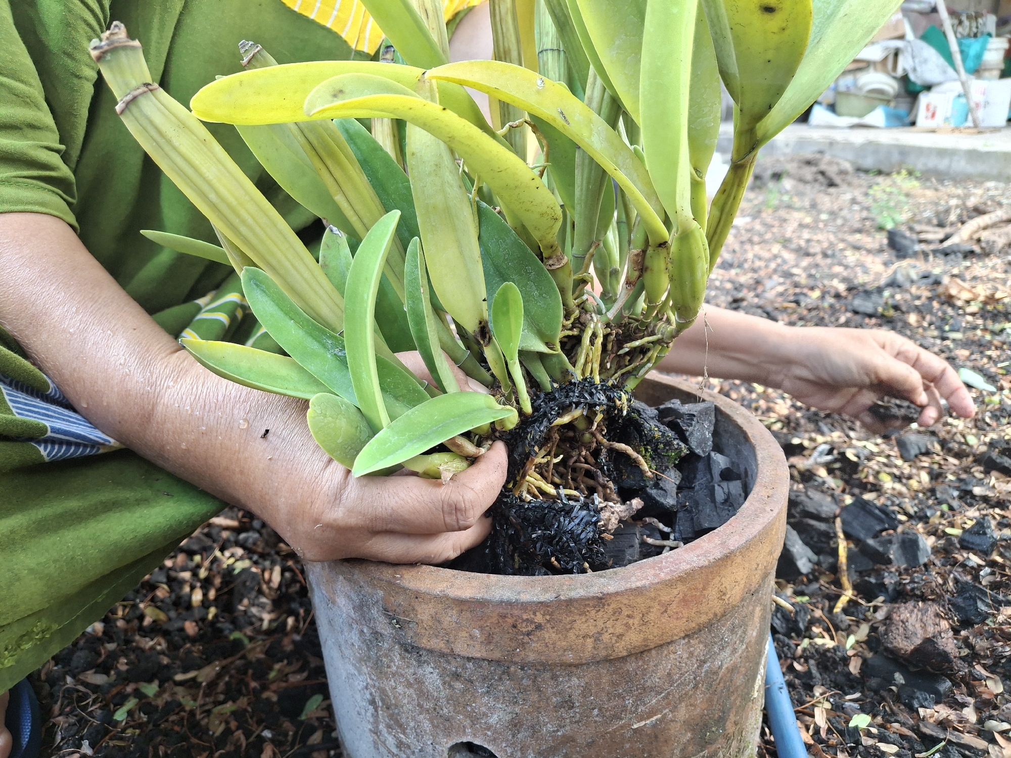 In Lumajang, Indonesia, an individual is tending to an orchid plant in a terra cotta pot. The plant has thick, green pseudobulbs and long, strap-like leaves. The roots are exposed and appear to be planted in charcoal pieces and possibly some soil. The individual's hands are visible, with one hand gently holding the plant's pseudobulbs and the other reaching towards the pot. The person is wearing a green garment, and the background suggests an outdoor setting with dry soil and scattered organic material, possibly mulch or debris. The lighting indicates it is daytime.