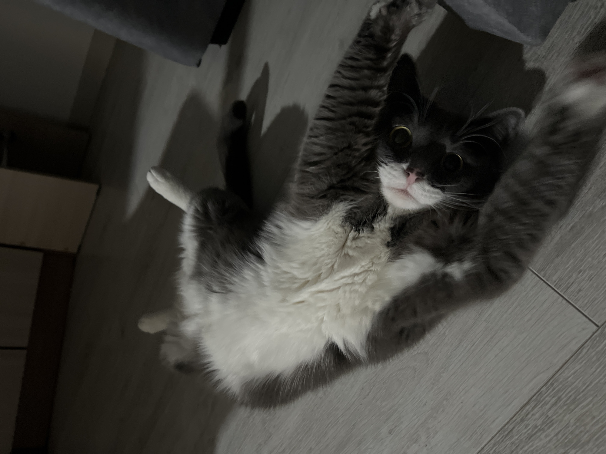 A medium shot captures a gray and white cat lying on its back on a light gray wooden floor. The cat’s body is angled towards the upper right of the frame, and its legs are extended upwards, as if it is reaching or stretching. The cat has a pink nose and large, expressive eyes. The lighting is soft, creating a subdued ambiance. To the left of the cat are some darker shadows, possibly from furniture or other objects in the room. The location is not specified, so it is impossible to locate it in the city of Tyumen, Russia.