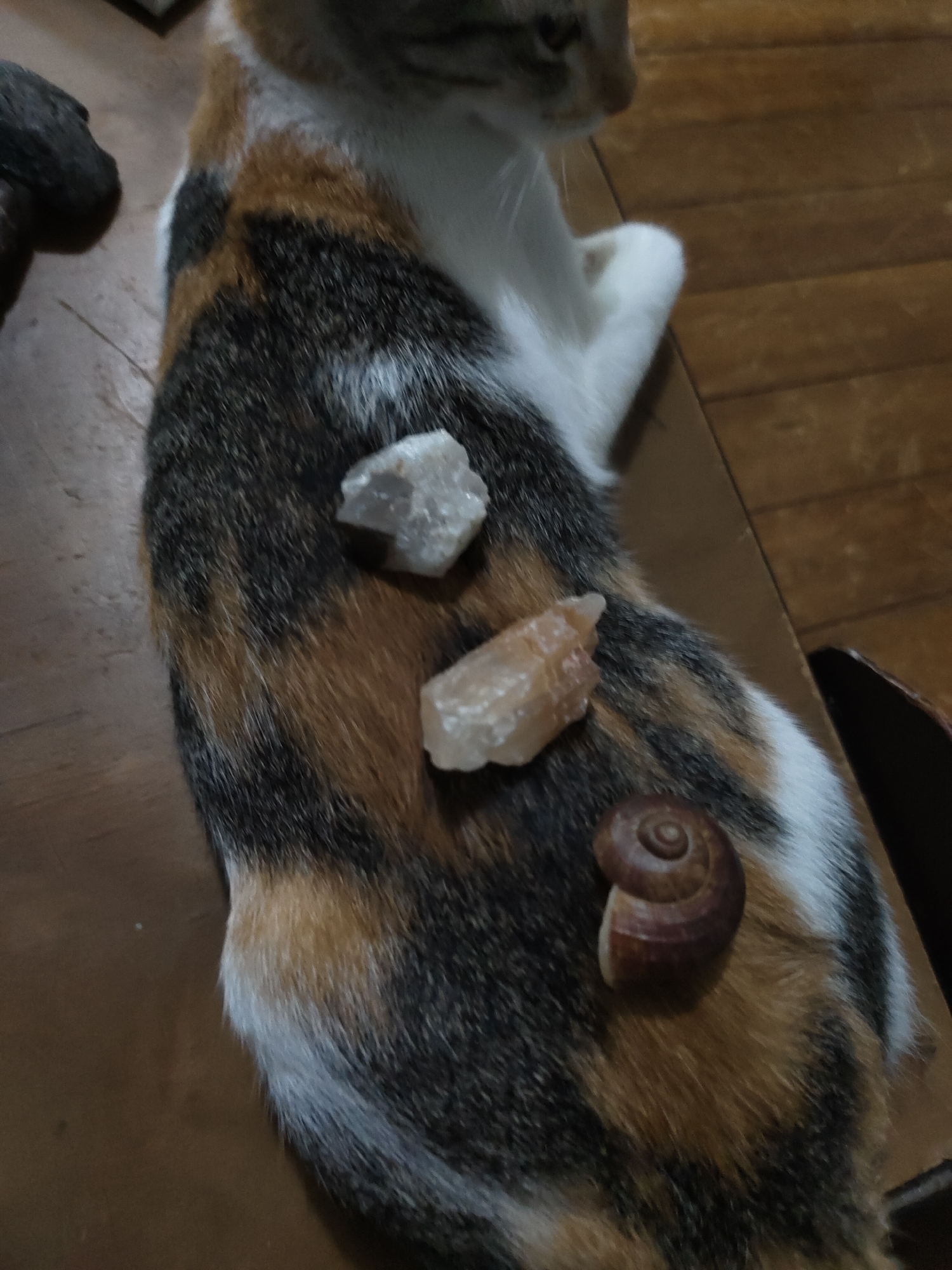 An indoor scene, presumably in Davao City, Philippines, depicts a domestic calico cat lying on a medium-brown wooden surface. The cat, exhibiting patches of white, orange-brown, and dark grey fur, is positioned centrally in the frame, facing away to the right. Three distinct objects are placed upon the cat's dorsal surface: two rough, irregular crystalline specimens and a single snail shell. The upper crystal, appearing white or very light grey, rests on the cat's upper back. Below it, a second, more elongated crystal with a pale orange or peach hue is situated on the mid-back. Further down, near the cat's hindquarters, a dark brown snail shell with a prominent spiral pattern is visible. The cat's head, showing part of its facial profile and ear, is at the top right, while its white chest and a front paw are visible towards the upper left. The wooden surface displays visible grain and plank lines. A dark, amorphous object is partially visible on the far left edge of the frame. No human individuals are present in the image.