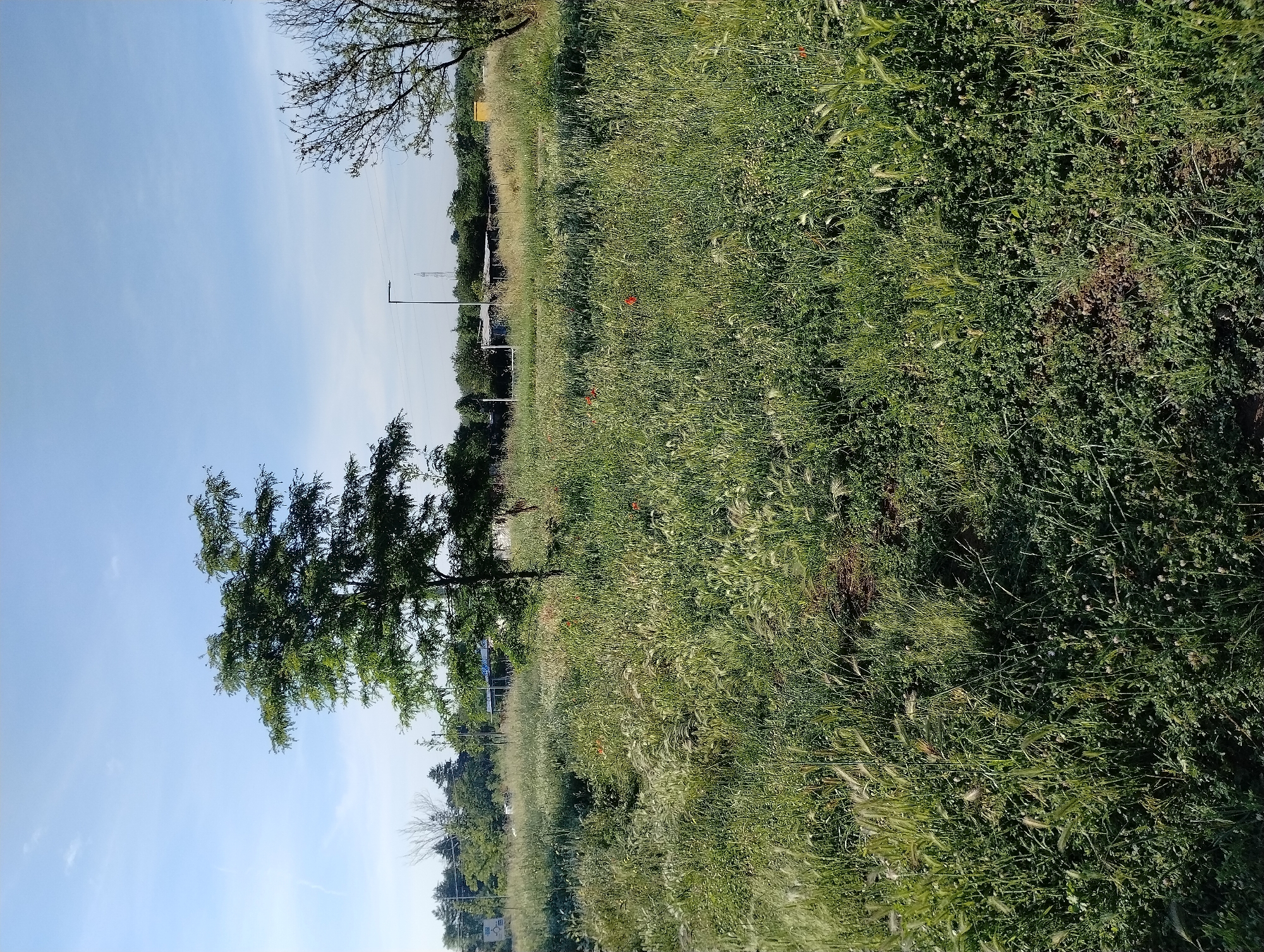 The image shows a field with tall grass and trees under a blue sky, likely located on the outskirts of the city of Yambol, Bulgaria. The grass appears to be mostly green, with patches of brown dirt visible. Several trees are present, including a large tree to the left of the frame with green leaves. Other trees are visible in the background. In the distance, there is a street light and electrical pylons. The sky is light blue. There are also several red flowers in the field.