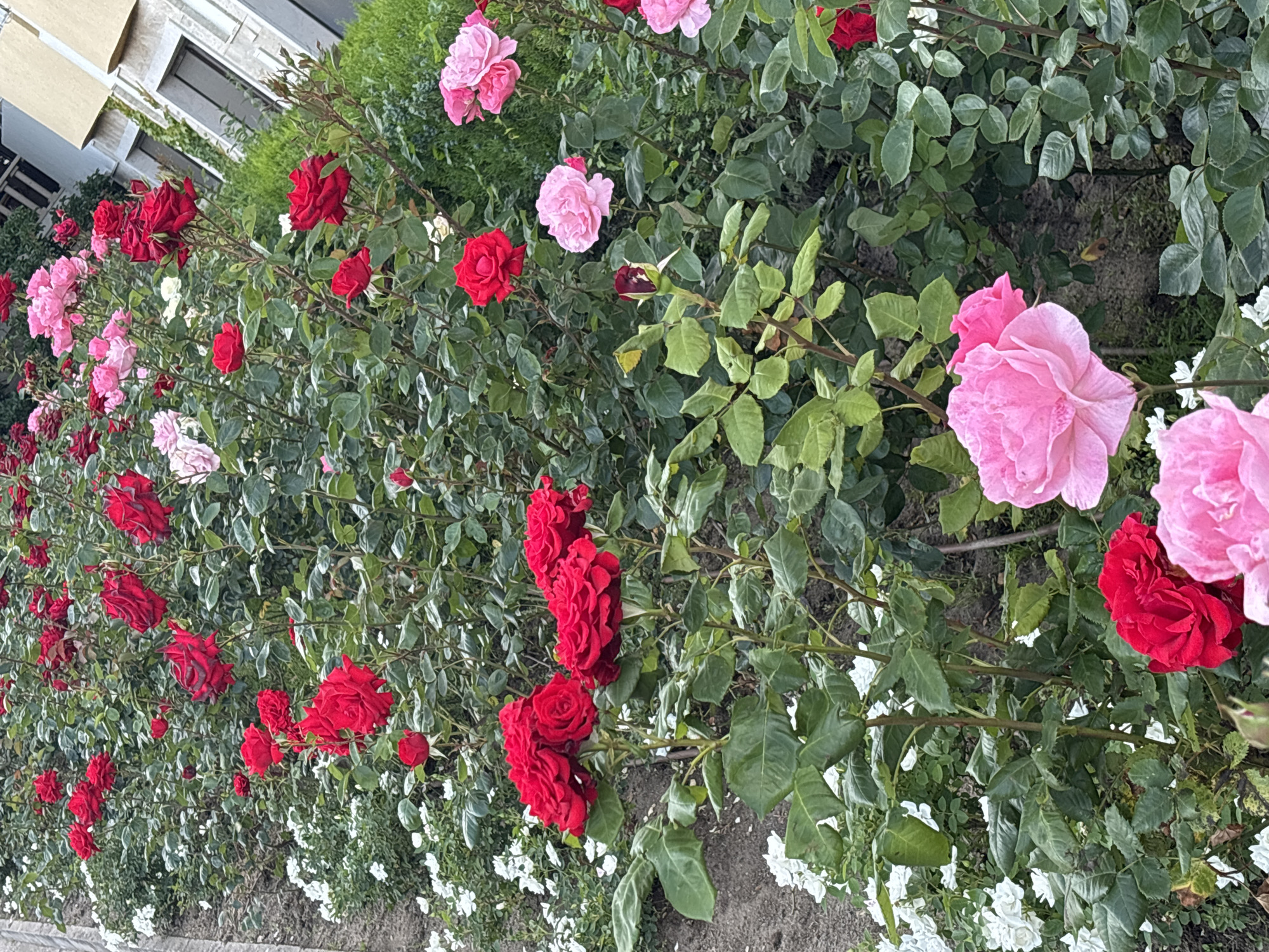 A close-up, eye-level shot captures a vibrant flowerbed filled with numerous roses of varying colors, including deep red, bright pink, and soft pink. The roses are in different stages of bloom, with some fully open and others as buds. They are interspersed with small white flowers and lush green foliage. The flowerbed is situated next to a pathway made of light-colored gravel. In the background, a modern building with a light-colored facade and dark windows is visible, suggesting an urban setting. The scene likely depicts a well-maintained public space or garden, possibly in the city of Varna, Bulgaria, given the context. The lighting appears to be natural daylight, casting soft shadows on the flowers and foliage.