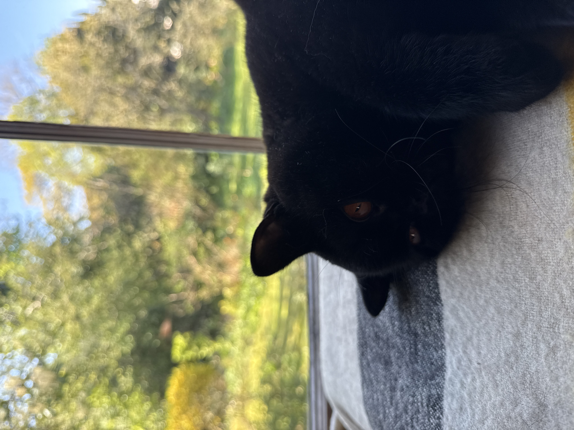 The image shows a close-up of a black cat, possibly a Bombay, with amber eyes, positioned upside down. The cat appears to be lying on a grey and white striped blanket. Behind the cat, through a window, is a blurry view of greenery, possibly trees. The location is undetermined, and there is no indication the image was taken in London, United Kingdom.