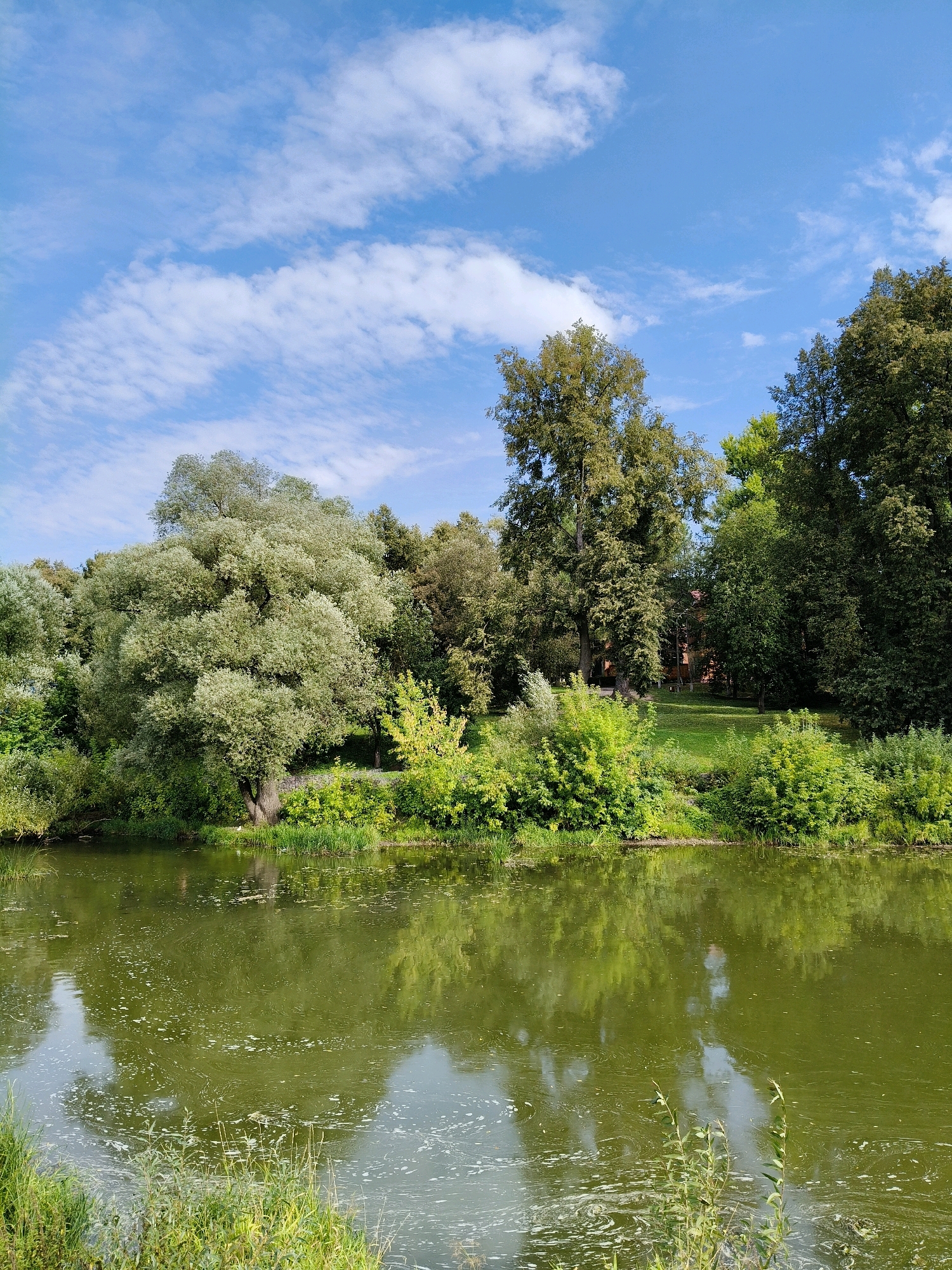 This is a photograph of a scenic view of a river and its bank on a clear day. The river takes up the lower half of the image, reflecting the lush green trees and blue sky above. The water is a murky green color with some white foam and ripples. The riverbank is densely covered with various types of trees and bushes, some with light green foliage and others with darker green leaves. The trees are tall and varied in shape and size, creating a sense of depth. In the background, a brick building is partially visible amongst the trees. The sky is a vibrant blue with scattered white clouds, some appearing wispy and others more puffy. The overall impression is one of a peaceful, natural environment. This scene is likely located in or near Naro-Fominsk, Russia, a city known for its natural beauty and proximity to forests and rivers.