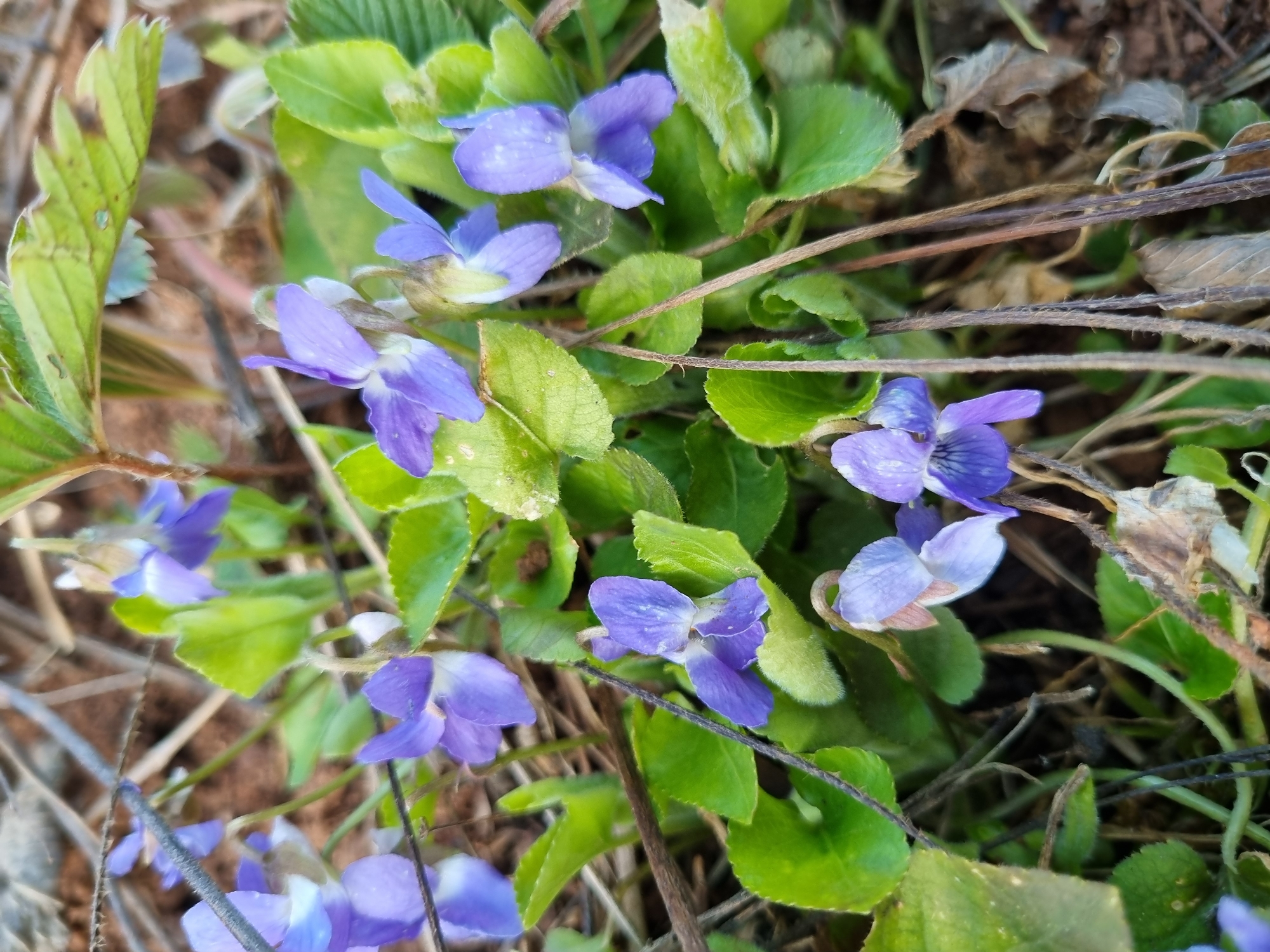 The image displays a close-up, high-angle view of a cluster of small purple flowers with green foliage growing on the ground. The flowers are a delicate lavender or purple color, each typically showing five petals and a lighter, often white or pale yellow, center. Some petals exhibit faint white speckles. The leaves are green, broad, and somewhat rounded, with visible veins, and some appear slightly textured or fuzzy.
The plants are rooted in what appears to be a mix of soil, dried brown leaves, and thin, dark twigs, creating a natural ground cover. The lighting suggests it is daytime, providing soft, even illumination to the scene. There are no signs of human activity, objects, or visible text. The setting depicts a peaceful, natural outdoor environment, consistent with wild flowers found in an area like Прикамский, Russia.