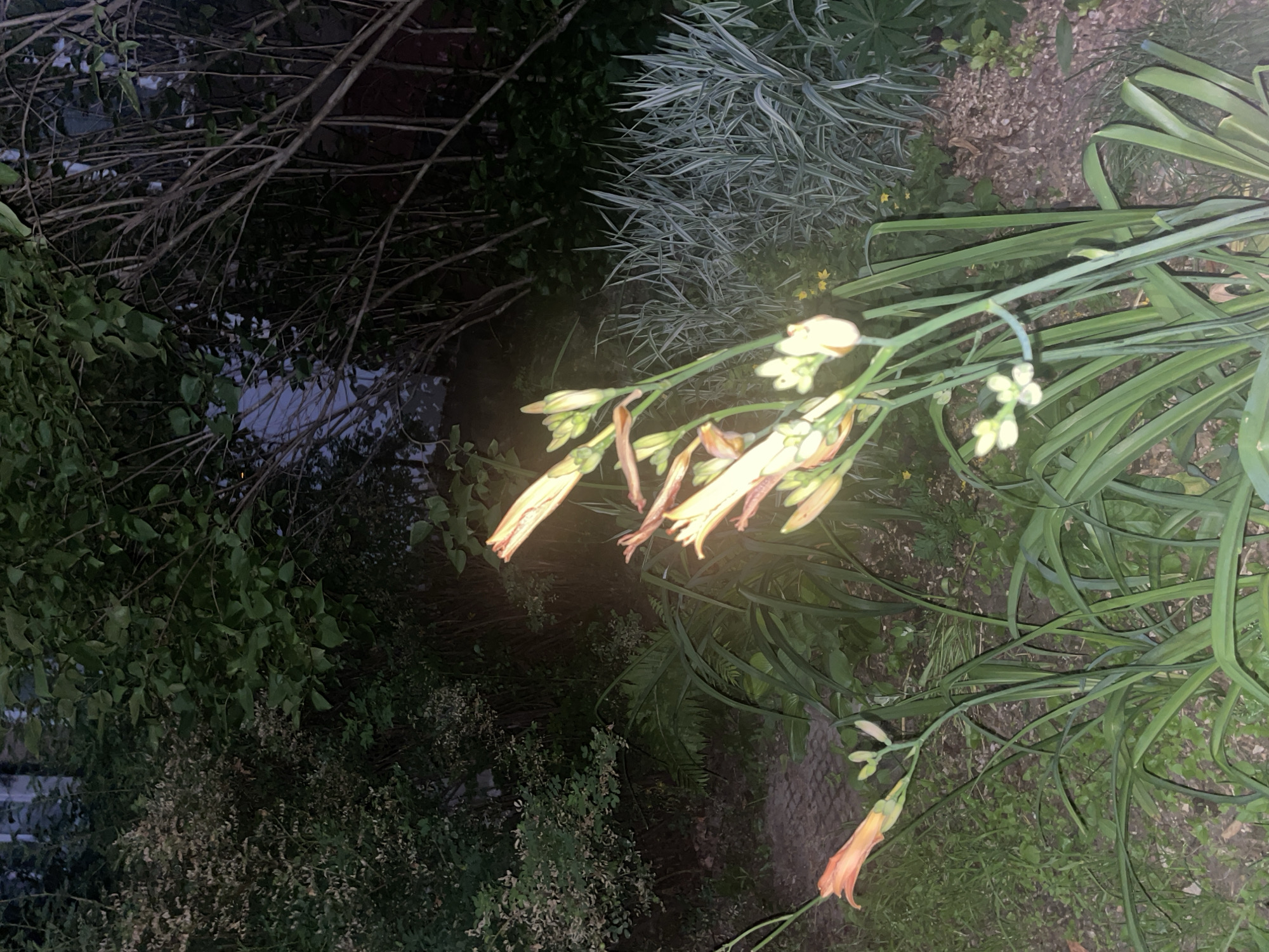The image depicts an outdoor scene at dusk or night, likely in a garden or natural area, with a focus on several flowering plants, specifically daylilies. The plants are in various stages of bloom, with some buds and fully opened flowers. The dominant colors are the greens of the foliage and the orange and pale yellow of the flowers. In the background, there are dense trees and bushes, some with bare branches, and a patch of silvery-green ornamental grass. The ground appears to be covered with soil, leaves, and some patchy grass. The lighting is dim, suggesting it is either early morning or evening, with artificial light sources potentially contributing to the illumination. There are no people or animals visible in the image. The setting appears to be a garden with naturalistic planting, possibly a suburban or rural residential area. Without additional information, it is not possible to confirm the specific location in Шебунино, Russia, but the scene is consistent with a garden in that region.