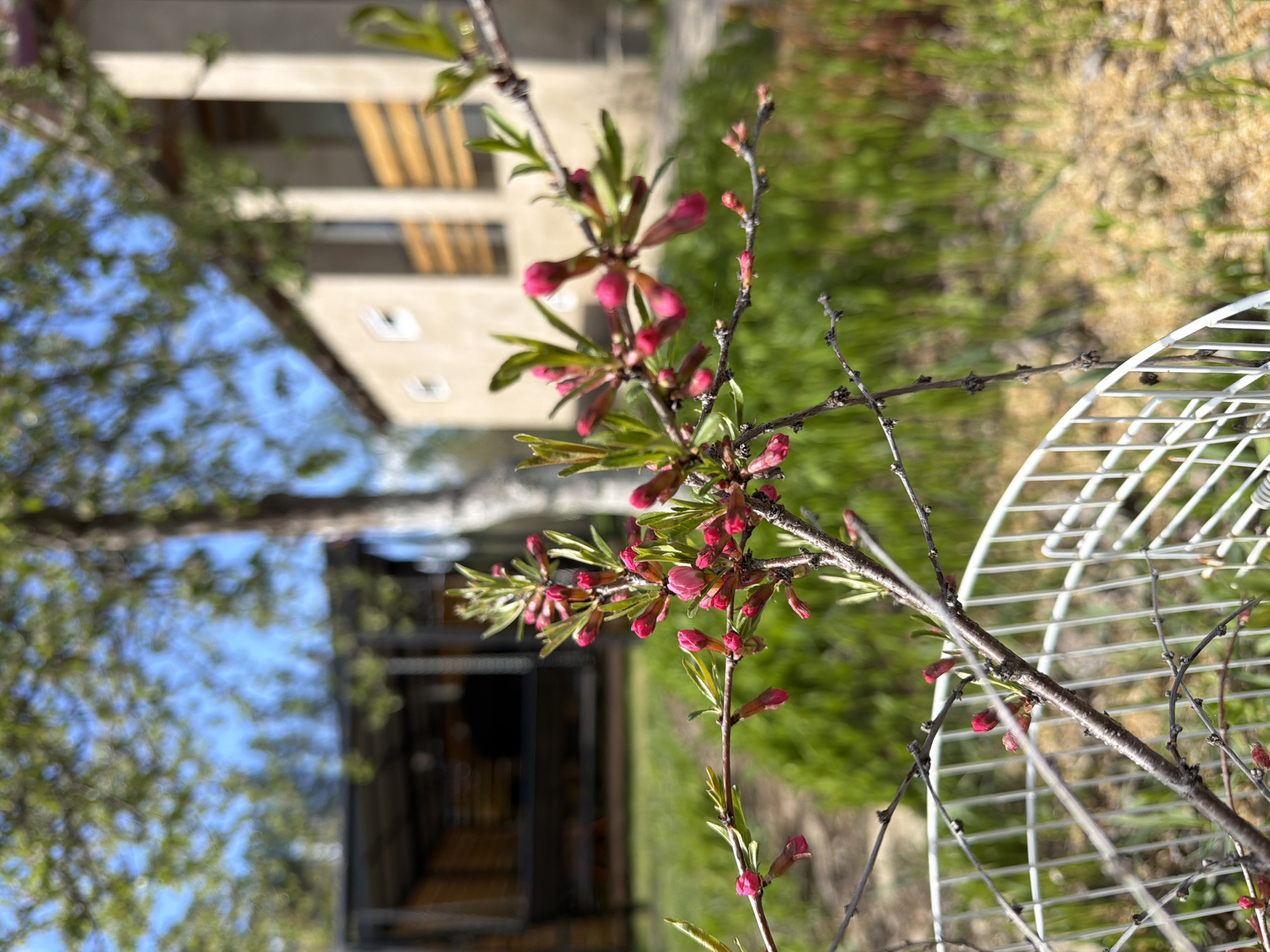 A close-up, angled view shows a flowering branch with pink buds and small green leaves. The branch is positioned in front of a white, wire-grid structure, possibly a trellis or decorative element. The background includes a blurred landscape of green grass and foliage. A building with light-colored walls and dark window frames is visible in the distance. The image appears to have been taken during daylight hours. The location is reported to be Dubovaya, Russia.