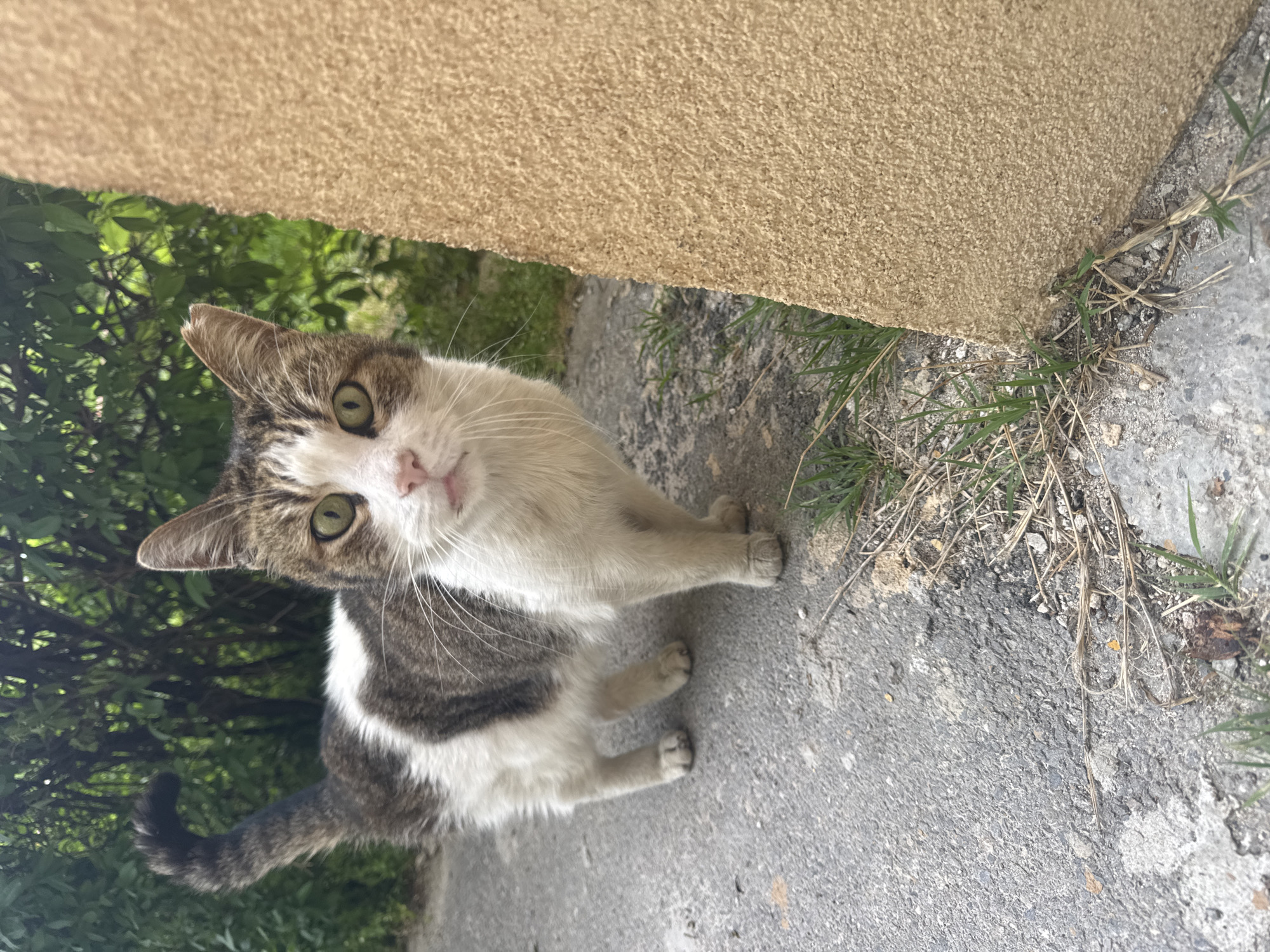 A grey and white tabby cat with green eyes stands on a paved surface near a building in Sofia, Bulgaria. The cat is looking up at the camera. The building is textured and tan-colored. Sparse vegetation grows near the base of the building and along the edge of the pavement. A tree or bush with green leaves is visible in the background.