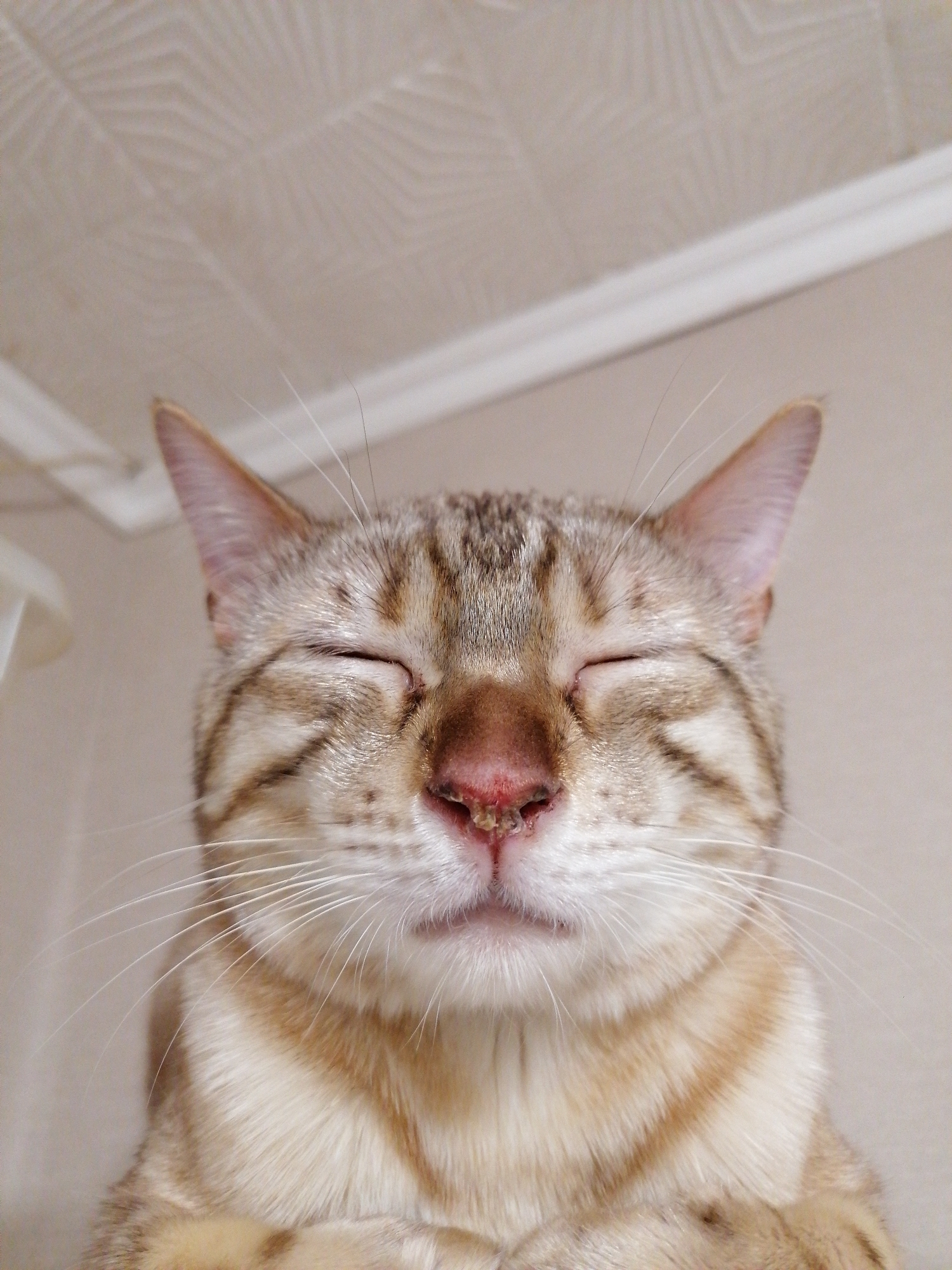 A close-up shot depicts a cat with its eyes closed. The cat has a light-colored coat with brown stripes and spots. Its nose appears to be reddish and slightly irritated. The background consists of a plain wall and a portion of the ceiling with a decorative pattern. The location and city are not specified.