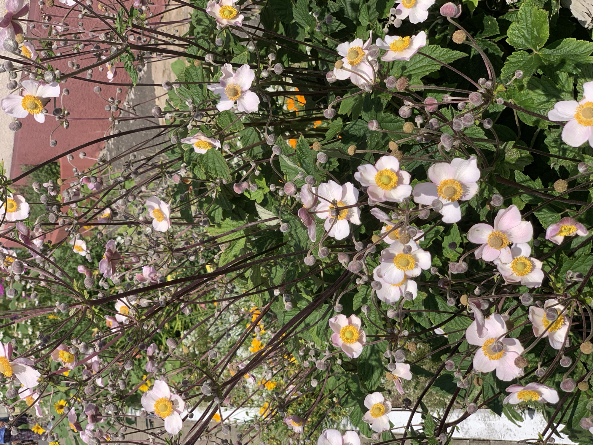 This is a medium shot, eye-level, outdoor photograph of a cluster of Japanese Anemone flowers in bloom, with a hint of a building and some yellow flowers in the background. The flowers are light pink with yellow centers and have delicate petals. Many of the flowers are in various stages of bloom, with some buds still closed. The stems are a dark purplish-brown, and the leaves are a deep green. The background shows a textured, reddish-pink wall, and some bright yellow flowers. The overall impression is one of a lush, vibrant garden. The image was likely taken in Kapyĺ, Belarus, as indicated by the prompt. There are no people or animals visible in the frame.