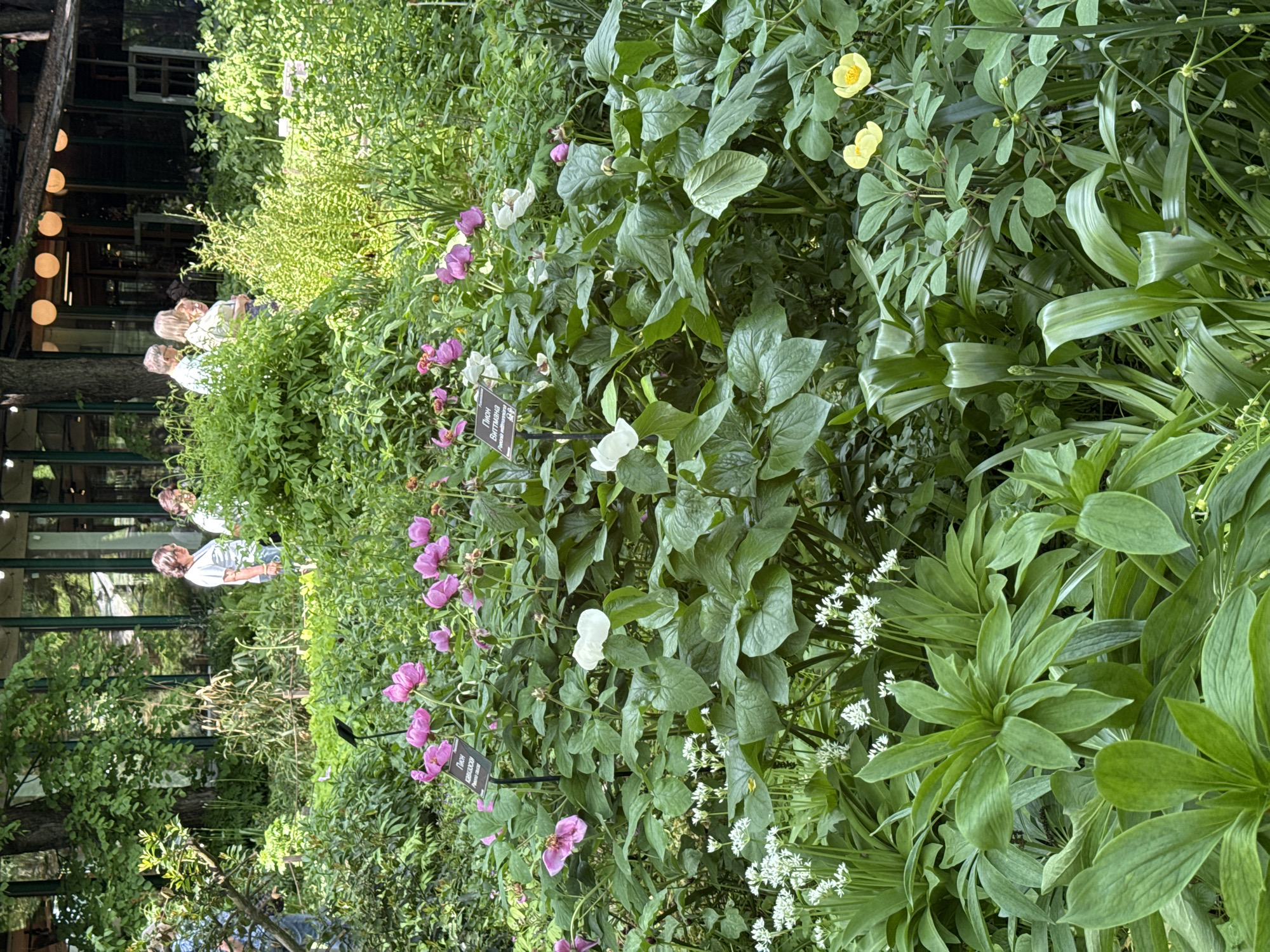 Here's a detailed description of the image:
**Scene Overview:** The image depicts a lush garden setting, likely a botanical garden or a well-maintained public park. In the background, a building is visible with a glass facade and visible lights, suggesting a structure with either windows or a terrace. There are some people outside the glass facade.
**People:** There are multiple people, some appear to be women, near the building.
**Subjects/Objects:** The primary focus of the image is on a variety of plants. There are plants with large, green leaves and clusters of small white flowers. Other plants feature pink flowers, some with signs nearby (likely plant identification labels). There are also plants with yellow flowers and slender, green leaves.
**Environment:** The overall environment is green, dense, and naturalistic.
**Location:** Based on the text displayed in one of the crops, the location is Moscow. The text displayed is likely the plant name: *Пион Виттмана*, or *Wittmann's Peony*.