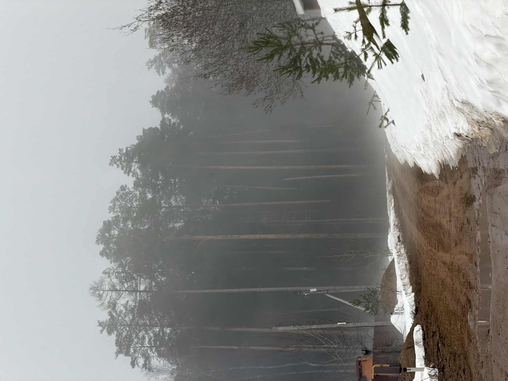 The image shows a forest on a foggy day in Chaikovsky, Russia. The trunks of tall pine trees are visible through the dense fog. A snow-covered embankment runs along the right side of the image. Utility poles and power lines are visible in the lower part of the frame. An orange and yellow vehicle is partially visible at the bottom of the image.