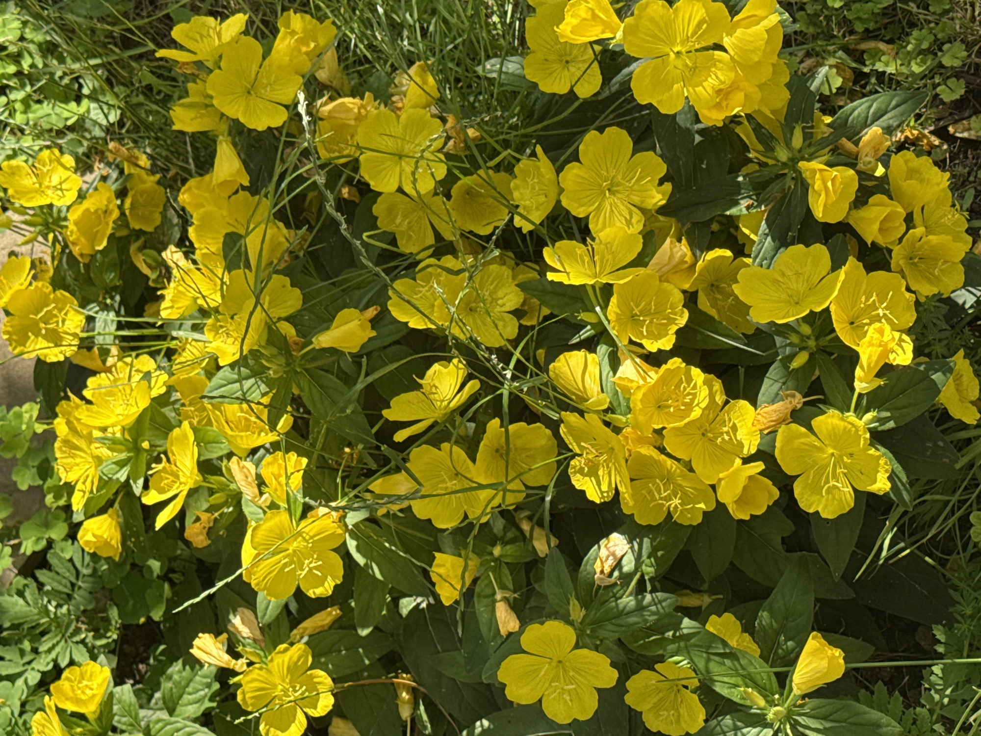 A high-angle, close-up photograph captures a dense cluster of bright yellow flowers, likely evening primrose, in Veselina, Bulgaria. The flowers, with their delicate, crinkled petals and prominent stamens, are interspersed with vibrant green foliage and blades of grass. Sunlight casts strong shadows, highlighting the textures of the petals and leaves, and dappling the earthy ground beneath. Some flowers are fully bloomed, while others appear as tightly furled buds. A few dried and browning petals are also visible, suggesting the natural cycle of the plant. The overall impression is one of abundant, sun-drenched nature in a garden or wild setting.