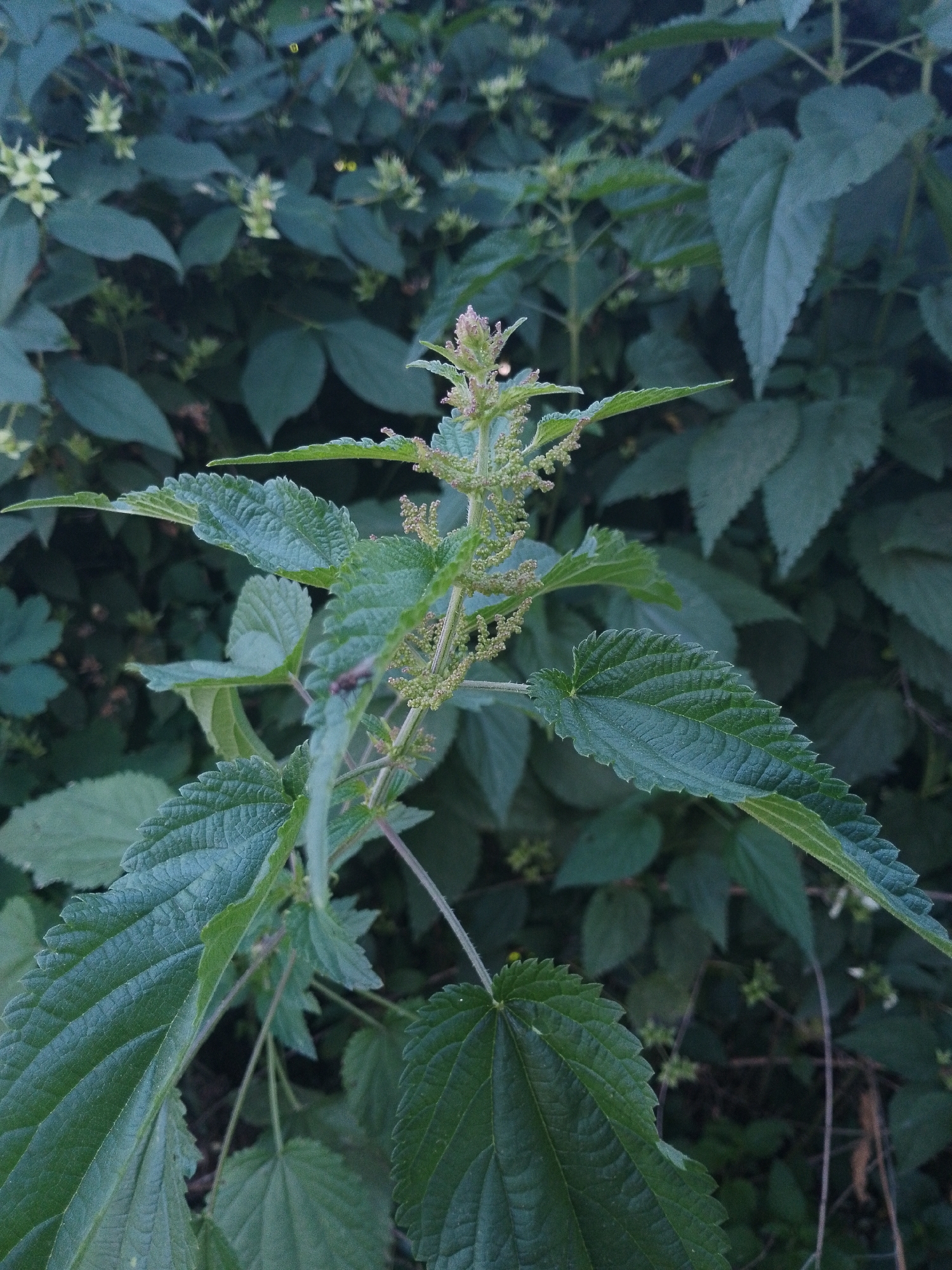 The image displays a close-up view of a plant, likely common nettle, characterized by its serrated, heart-shaped green leaves covered in fine hairs and prickly structures. The plant's stalk is visible, supporting clusters of small, pale green flowers or seed pods at the top. The background is a dense tangle of similar green foliage, creating a natural, overgrown setting. The lighting suggests it might be late afternoon or early evening, with a somewhat muted quality, typical of dusk or a heavily shaded area. There are no people or distinct objects in the foreground. The overall impression is of a wild, untamed plant thriving in its natural environment, possibly a garden, field, or woodland edge. The focus is sharp on the plant in the foreground, with the background leaves progressively blurring. The image is purely visual and contains no text.