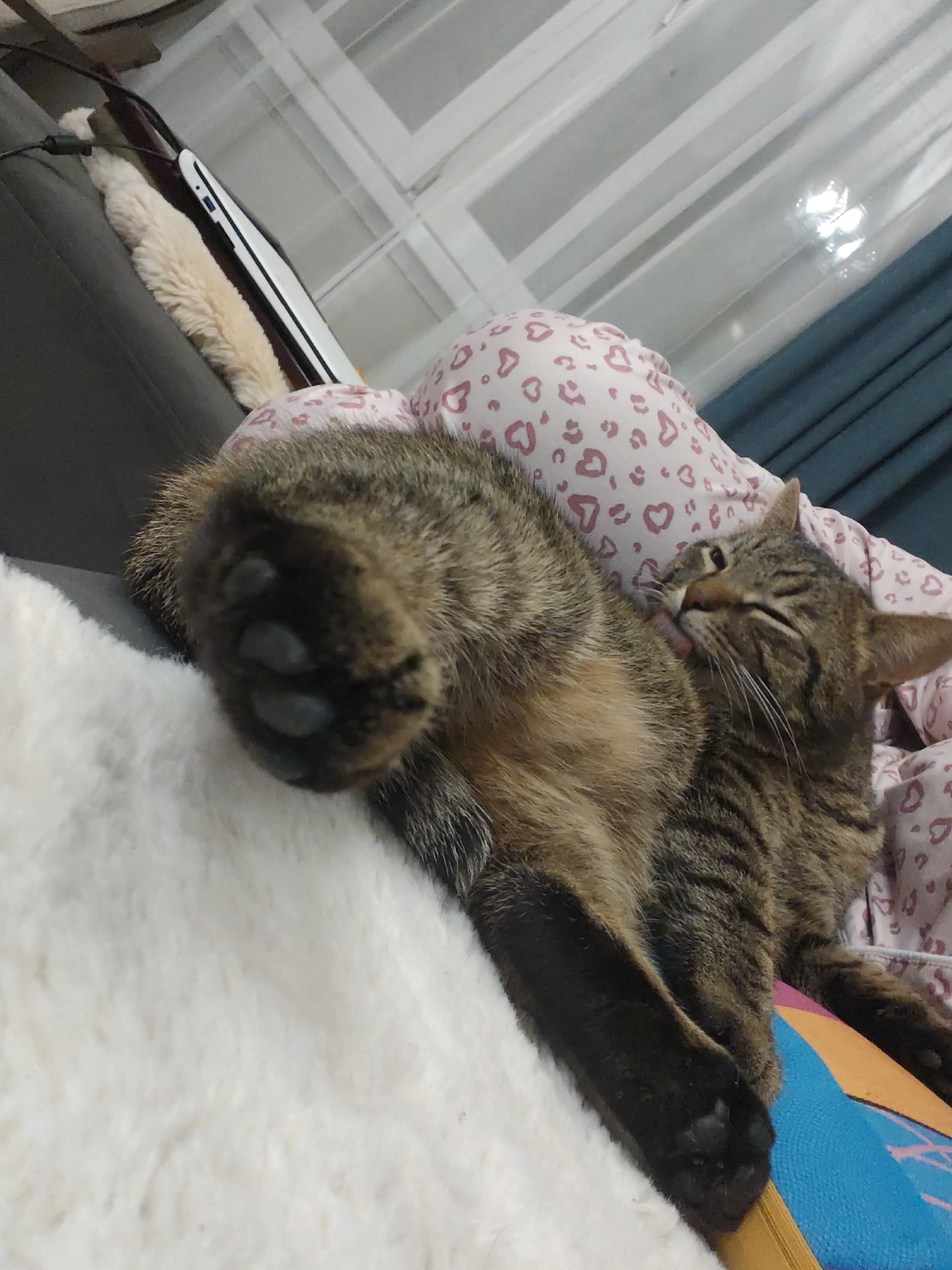 A tabby cat lies on a bed covered with a white, furry blanket and a pink and white heart-patterned pillow. The cat is licking its flank. A laptop rests on a gray surface in the upper-left corner of the frame. A window with white horizontal blinds is visible in the background, as are blue curtains. The location of the scene is not provided in the image.