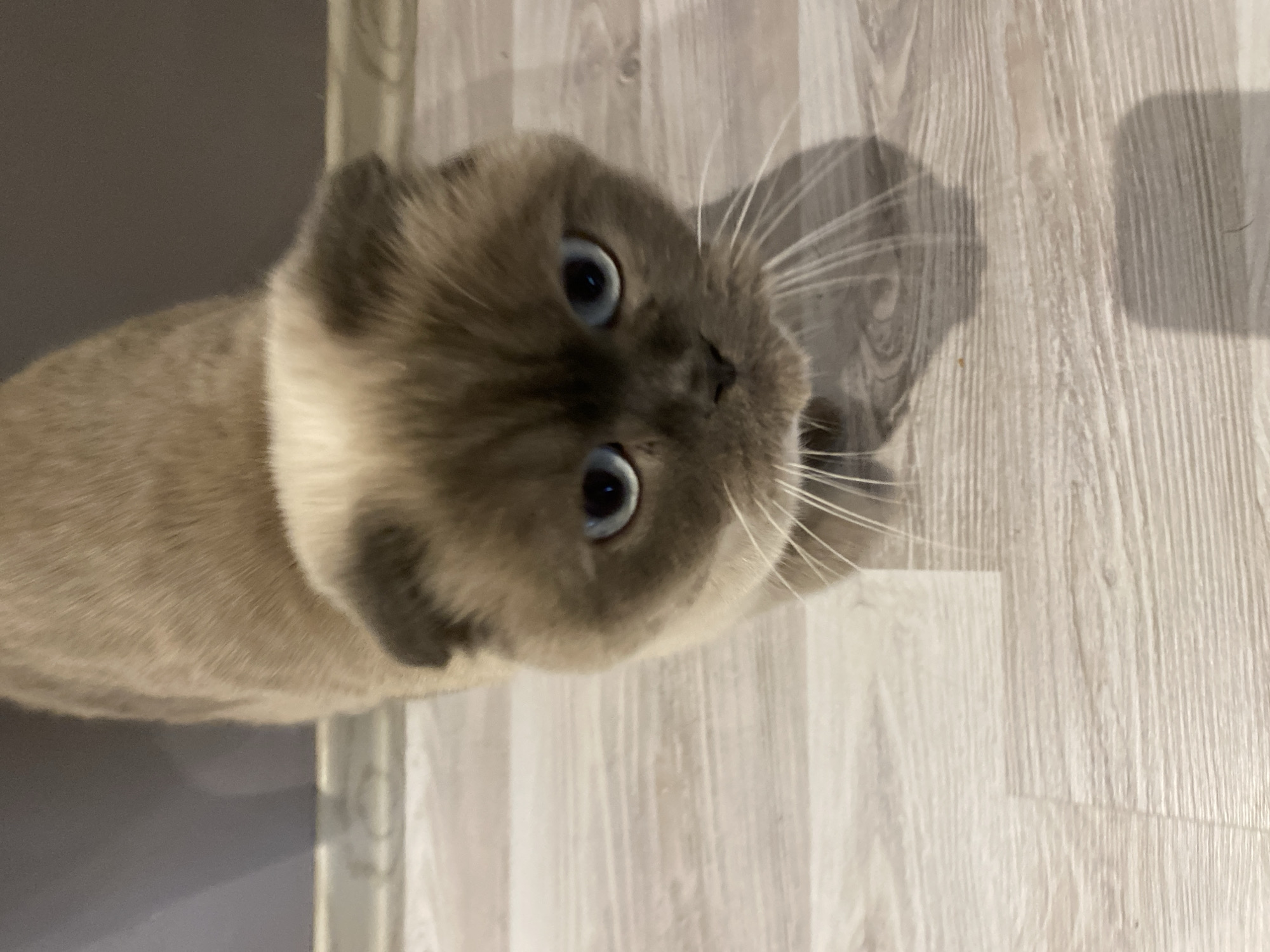 The image shows a tan and grey Scottish Fold cat with blue eyes. It is lying on a light grey wood-patterned floor. The cat's head is turned upwards to face the camera. There is a white molding or edge in the left side of the image. The location is unknown, therefore it is not possible to confirm if the photo was taken in Alanya, Turkey.