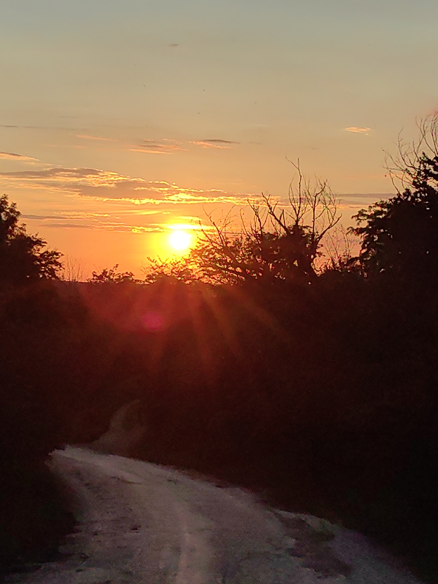 The image captures a rural sunset over a dirt road in Ароматновское сельское поселение, Ukraine. The sun is a bright, warm orange disc low in the sky, casting a warm glow and creating sunbeams that radiate outwards. Wispy clouds, tinged with orange and yellow, stretch across the upper portion of the sky. Silhouetted against the vibrant sky are the dark shapes of trees and other foliage, some bare and others with leaves. In the foreground, a dirt road is visible, appearing as a pale, textured path leading into the darker, silhouetted landscape. The overall impression is one of serene natural beauty as day transitions into night.
