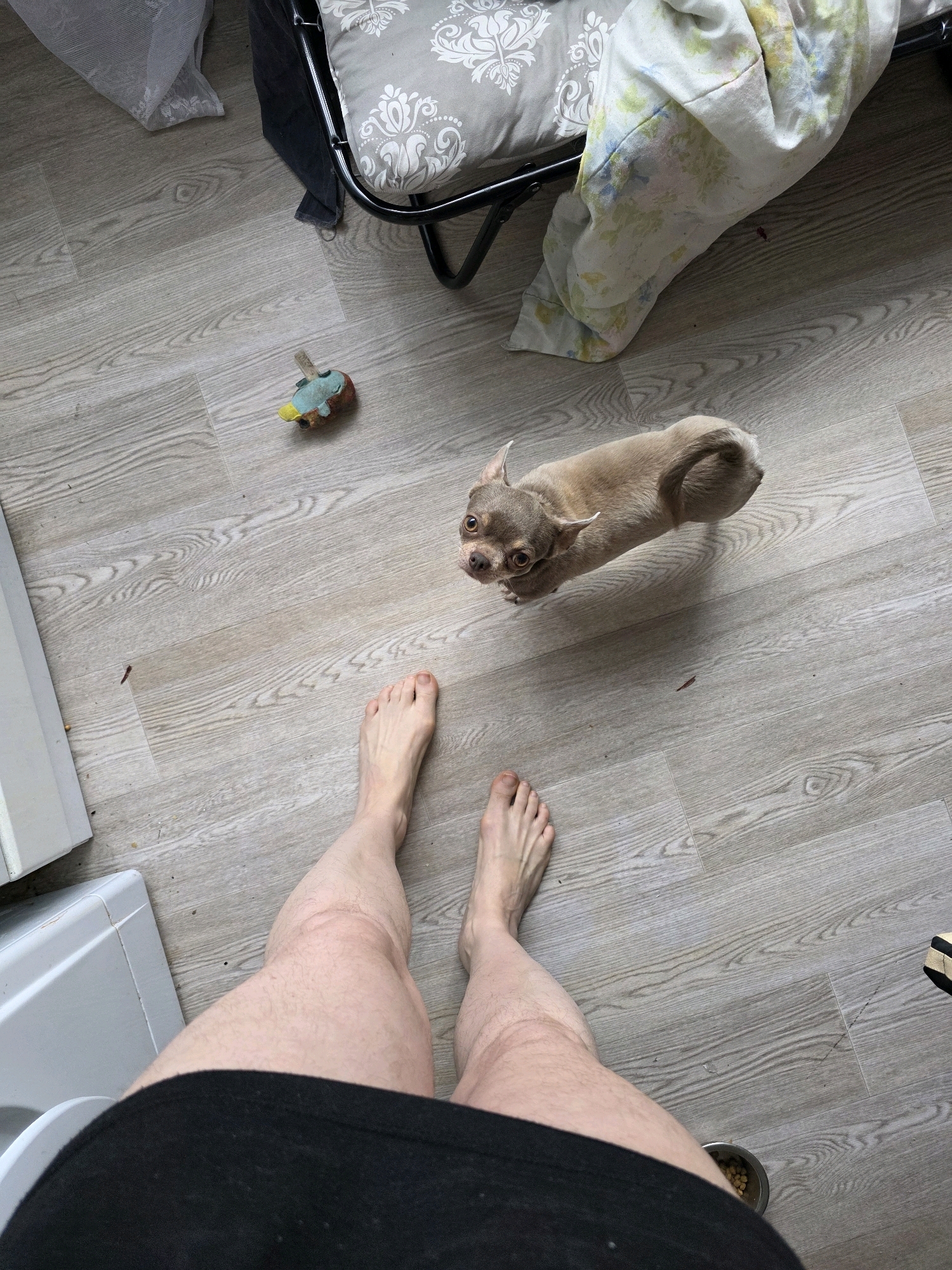 The image shows a first-person perspective of someone standing on a wooden floor. In the foreground, the lower legs and feet of a person wearing black shorts are visible. To the left, a white appliance, possibly a washing machine, is partially in view. Further into the scene, a small, light brown dog with large ears is looking upwards. In the background, a piece of furniture with a floral-patterned cushion and a draped blanket is present. A small, colorful toy is on the floor near the furniture. The overall environment appears to be an indoor domestic setting. No specific location in the city of Kornevo, Russia can be determined from the image.