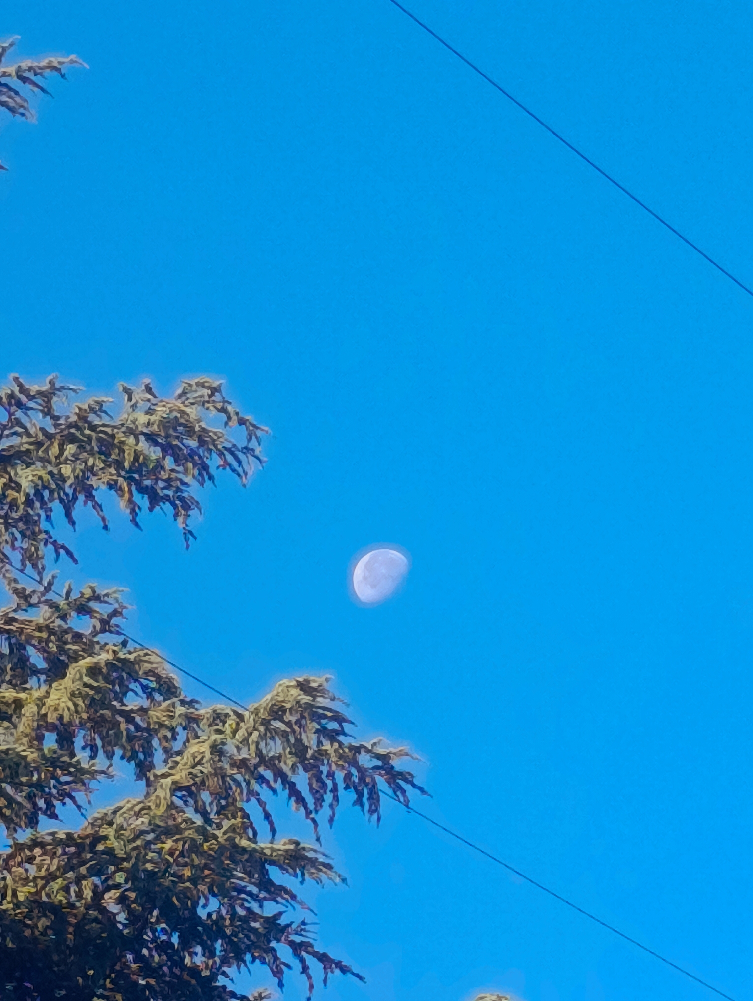 The image shows a bright blue sky with a crescent moon visible. In the foreground, there is a tree with green foliage, and power lines stretch across the sky. The scene appears to be outdoors, likely in a city like Kardzhali, Bulgaria, given the presence of trees and power lines. There are no people or animals visible in the image. The lighting suggests it is daytime, as the moon is visible against the blue sky. The focus is on the natural elements of the sky and tree, with the man-made power lines providing a contrasting element.