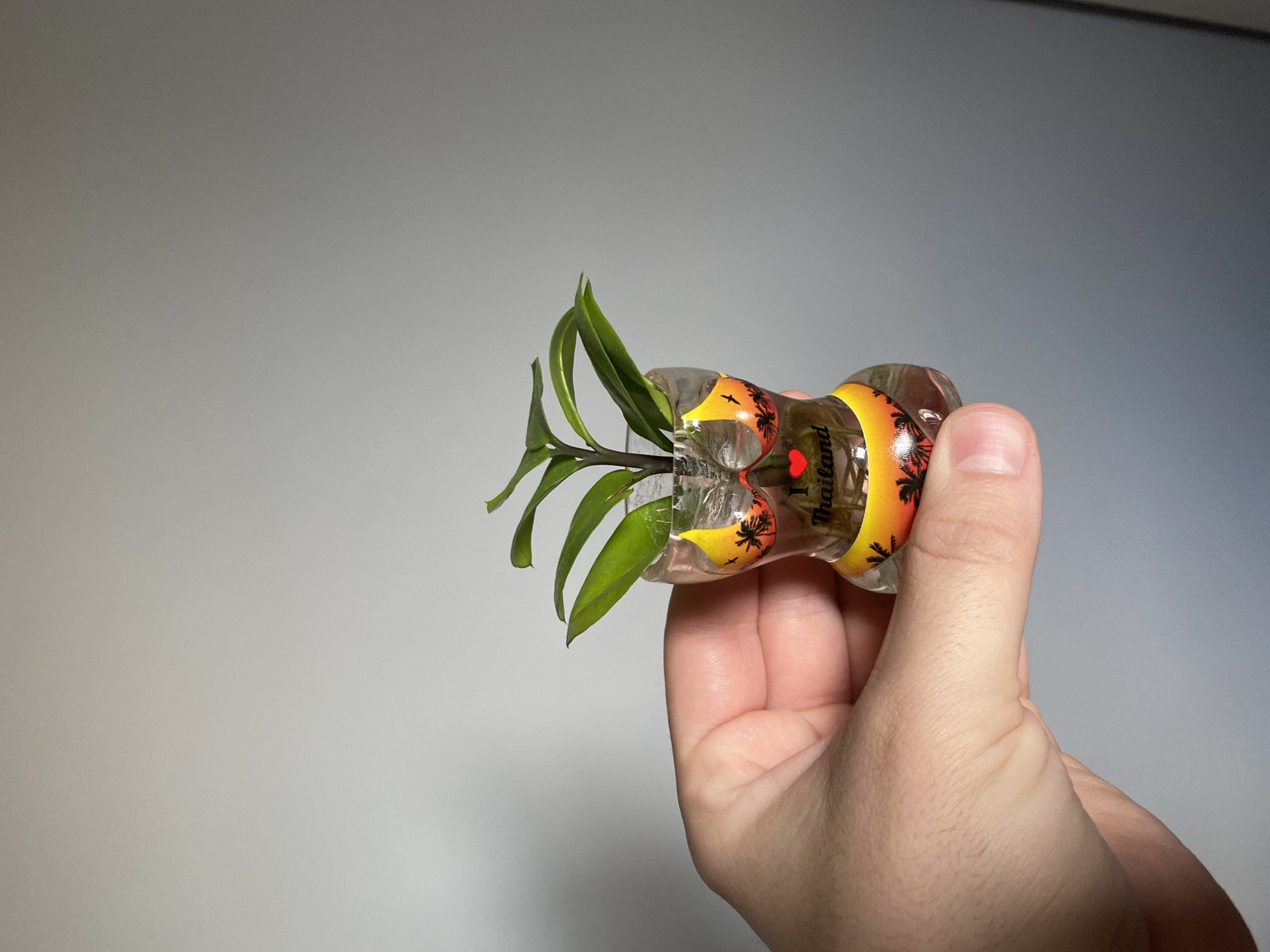 A hand holds a small, clear glass vase shaped like a female torso. The vase is decorated with a tropical sunset motif and the text "I ♥ Thailand." A small green plant with several leaves grows from the top of the vase. The background is a plain, light gray wall. The image does not contain any information that would allow for identification of a location in Łódź, Poland.