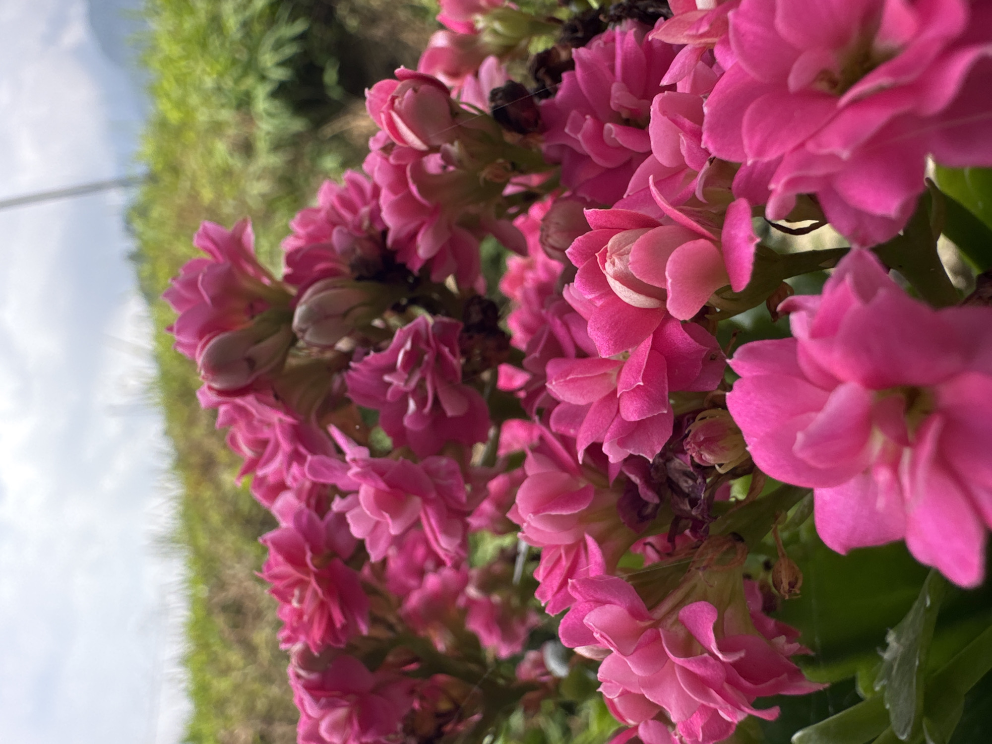 The image presents a close-up, angled view of a dense cluster of vibrant pink, double-petaled flowers, strongly resembling Kalanchoe Blossfeldiana. Numerous blooms and buds are visible, with varying degrees of focus, creating a sense of depth. Some dark, dried remnants of past flowers or leaves are interspersed among the fresh blossoms, indicating natural plant cycles.
The background is softly blurred, with lush green foliage occupying the upper right portion and a bright, cloudy sky filling the lower left. The lighting suggests it is daytime. There is no discernible activity taking place, beyond the natural blooming of the flowers. No people or man-made objects are visible, nor is any text present. The overall scene evokes natural beauty and tranquility, set in Du Già Commune, Vietnam.
